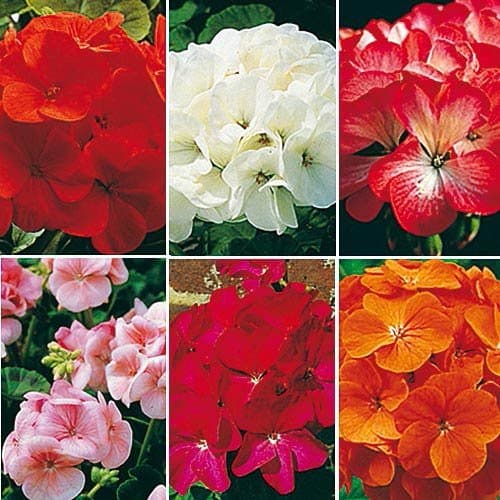 Geranium Seeds, World's Top 6 Mix Geranium Geranium 50 Seeds, Large Blooms Copyrighted Idahoseeds