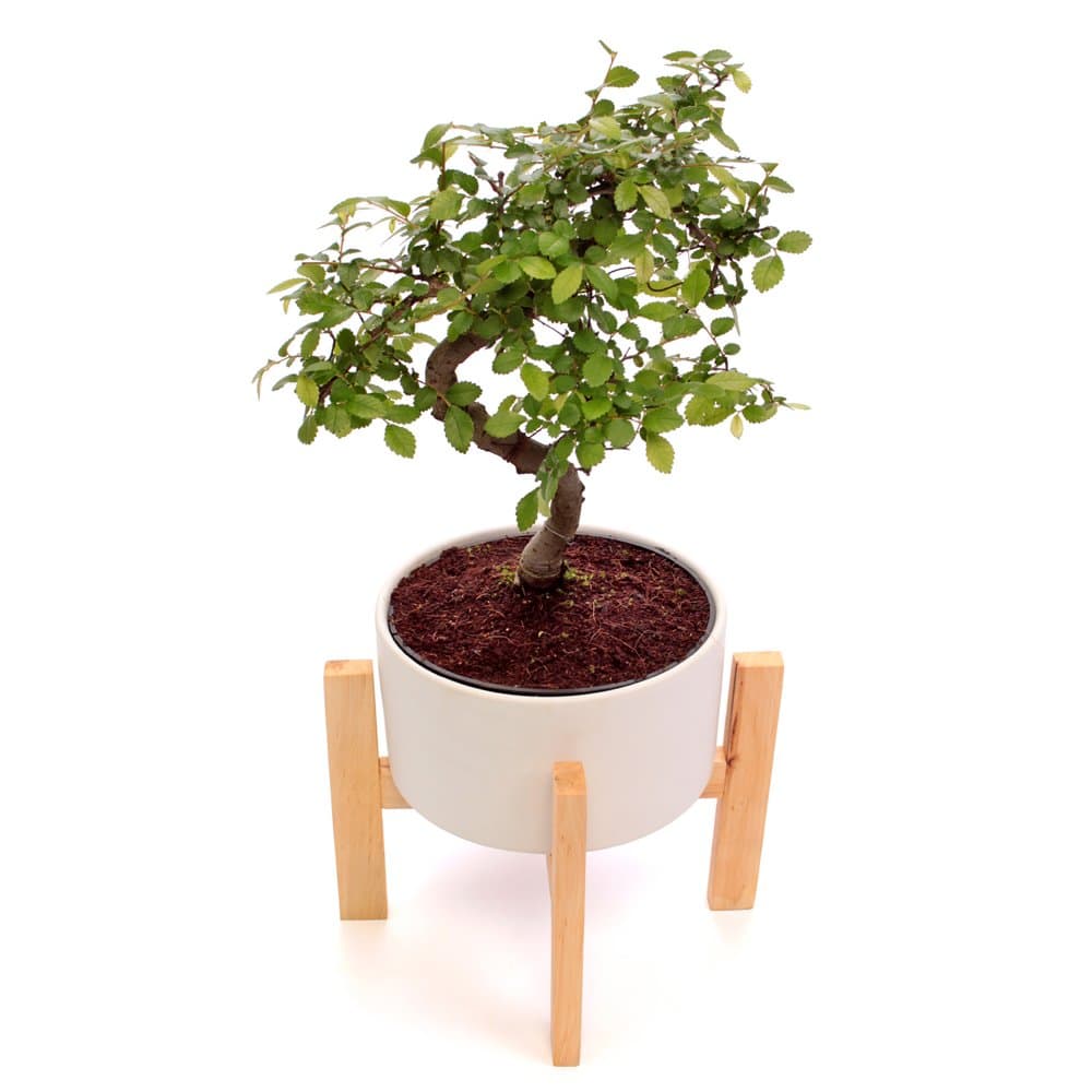 Floric Bonsai Tree, Multicolour, 19x19x38 cm