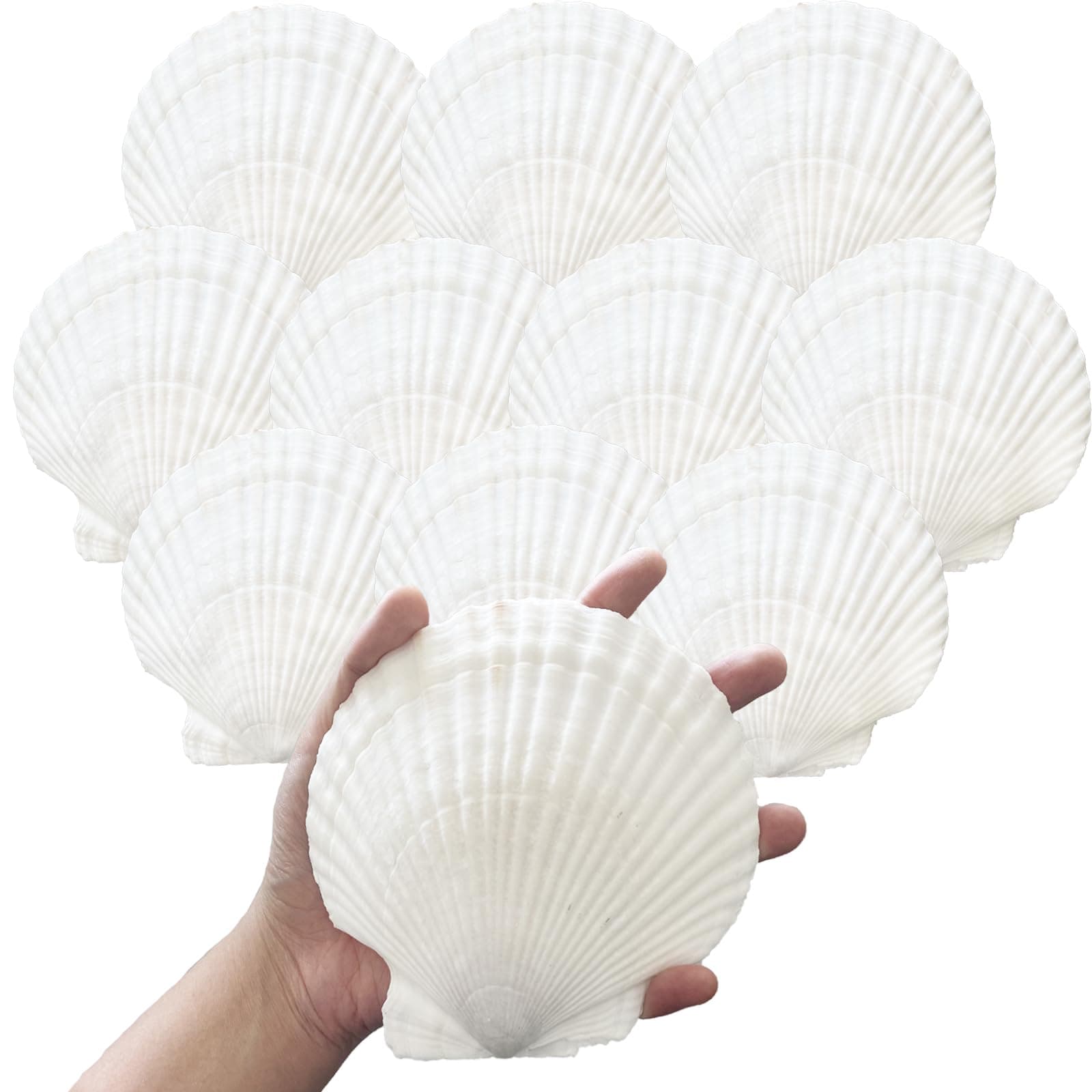 10PCS 4-5 Inch Large Sea Shells White Scallop Shells for DIY Painting Baking Cooking Serving Food, Natural Seashells for Crafts Beach Wedding Decorations for Ocean Themed Parties and Home Decor