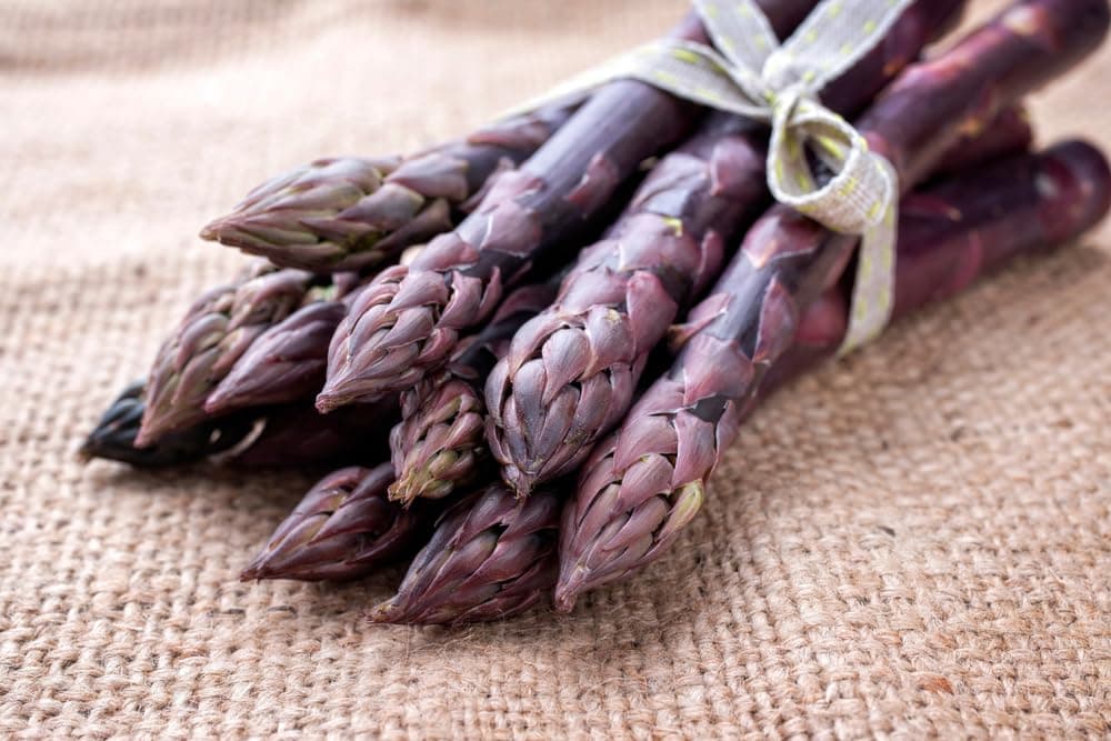 Purple Passion Live Asparagus Bare Root Plants - 2yr Crowns - Can Not Ship from California (10 Asparagus Crowns)