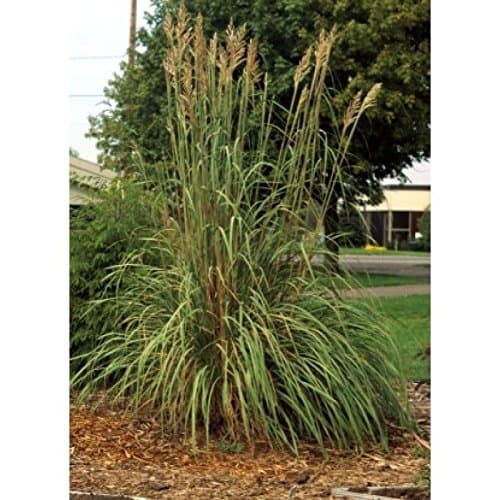 Erianthus ravennae HARDY PAMPAS GRASS Seeds!