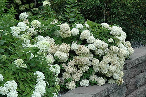 Cutdek 1 Pee Gee-Hydrangea paniculata 'Grandiflora' Plant 2 to 3 feet Tall