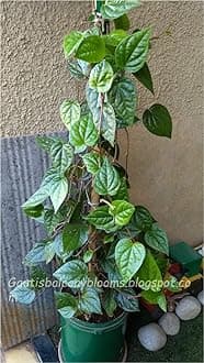 Betel Leaf/Banarasi Maghai Paan Rare Healthy Live Plant, Medicinal Herb Pack of 1 CF_54