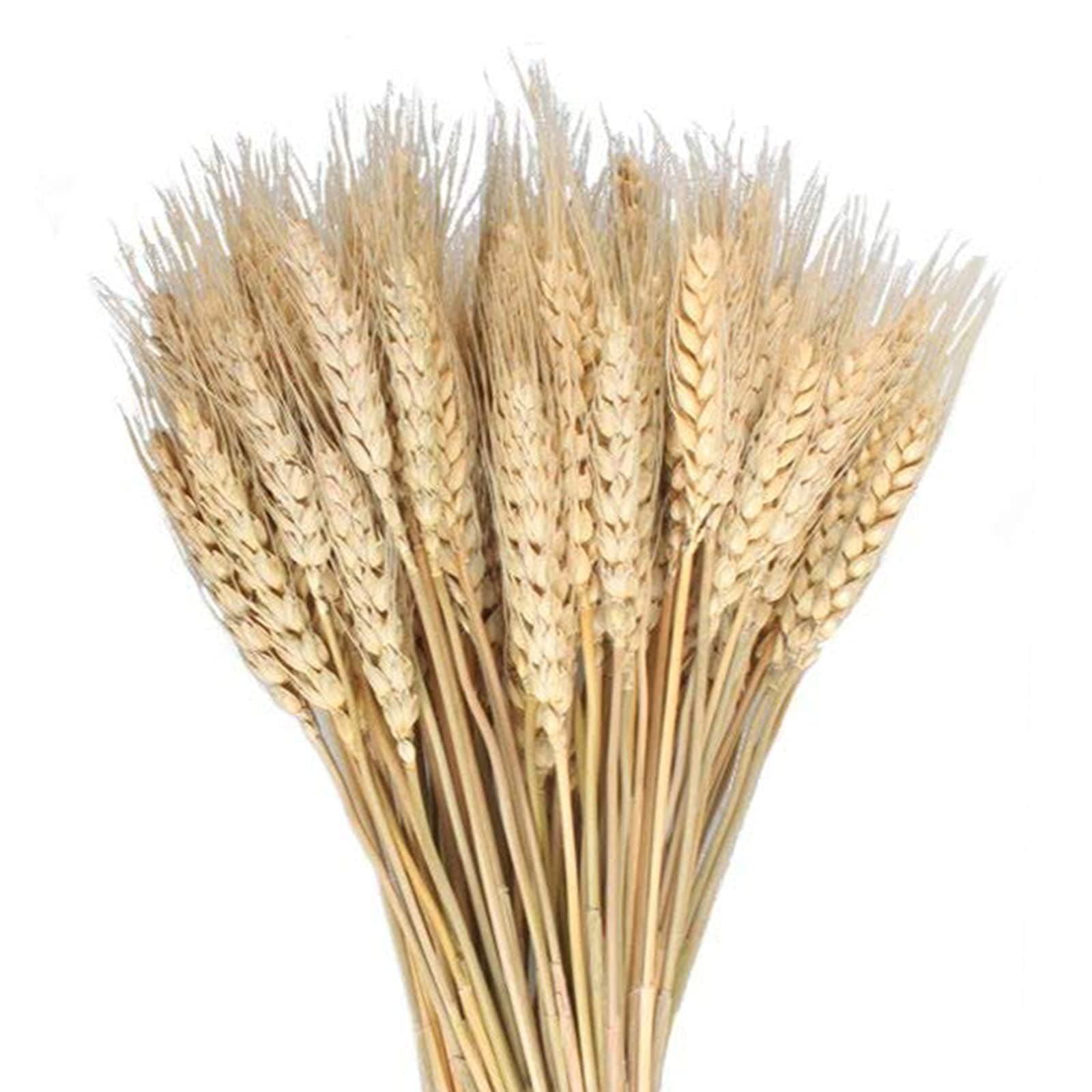 100 Pcs Dried Wheat Sheaves Bundle Golden Natural Wheat Bouquet Bunch Dried Flowers Arrangement for Farmhouse DIY Design Home Table Wedding Party Centerpieces Decor (16")