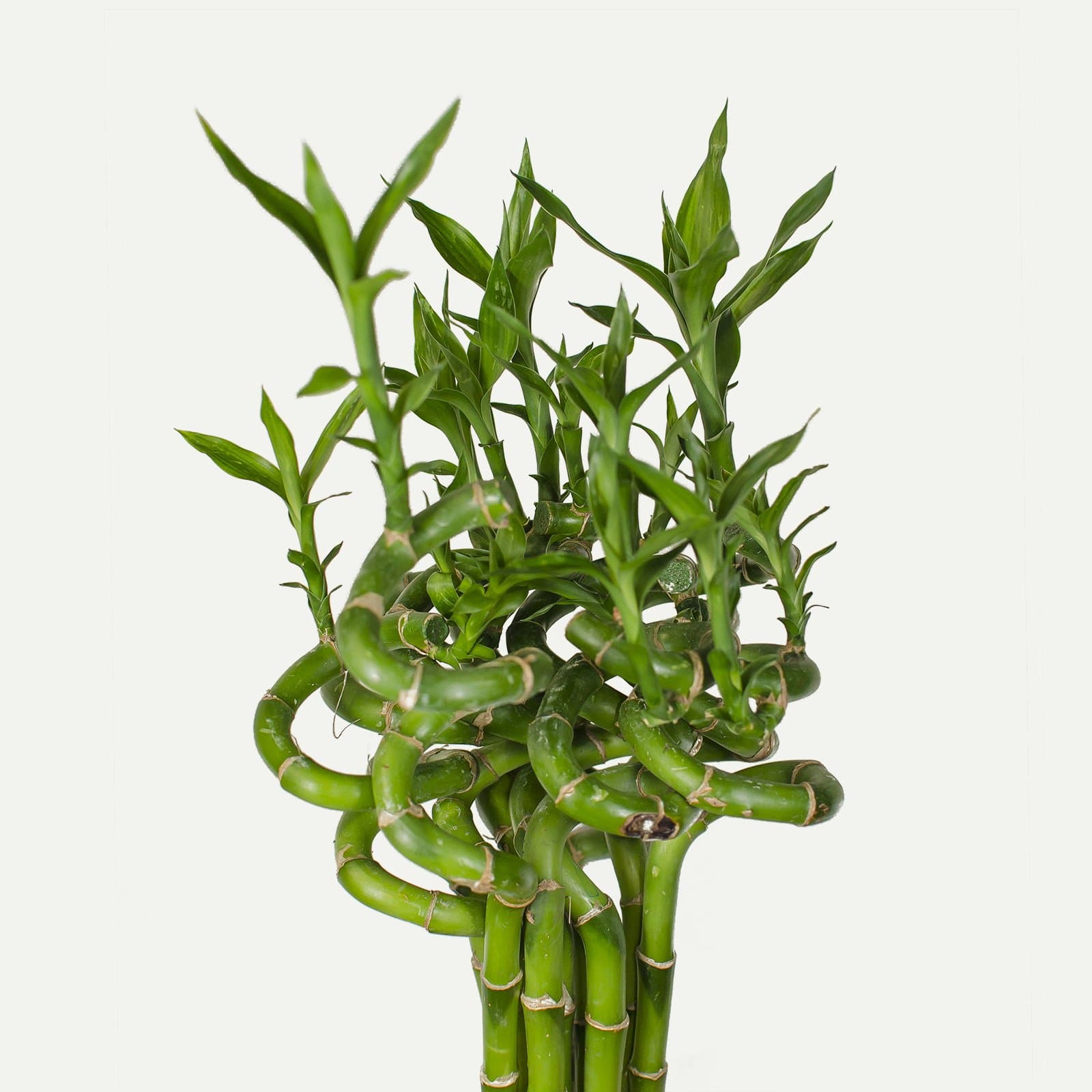 3x lucky bamboo Dracaena Sanderiana 50 cm +/-