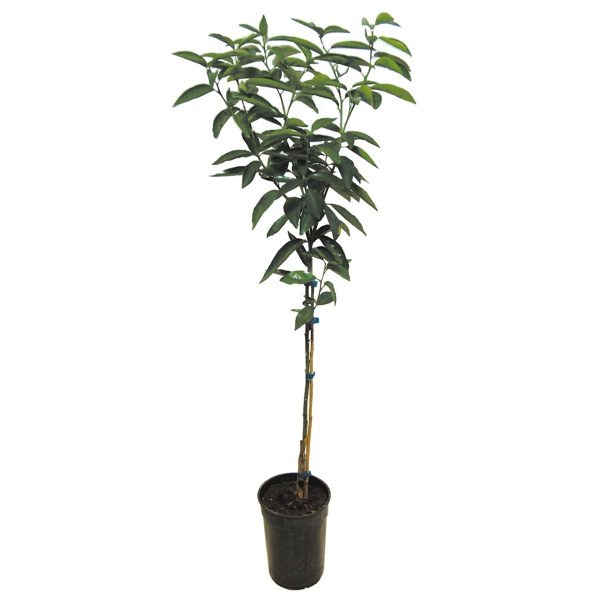 Citrus Tree - Orange (1-1.5 metres Tall) by Suttons