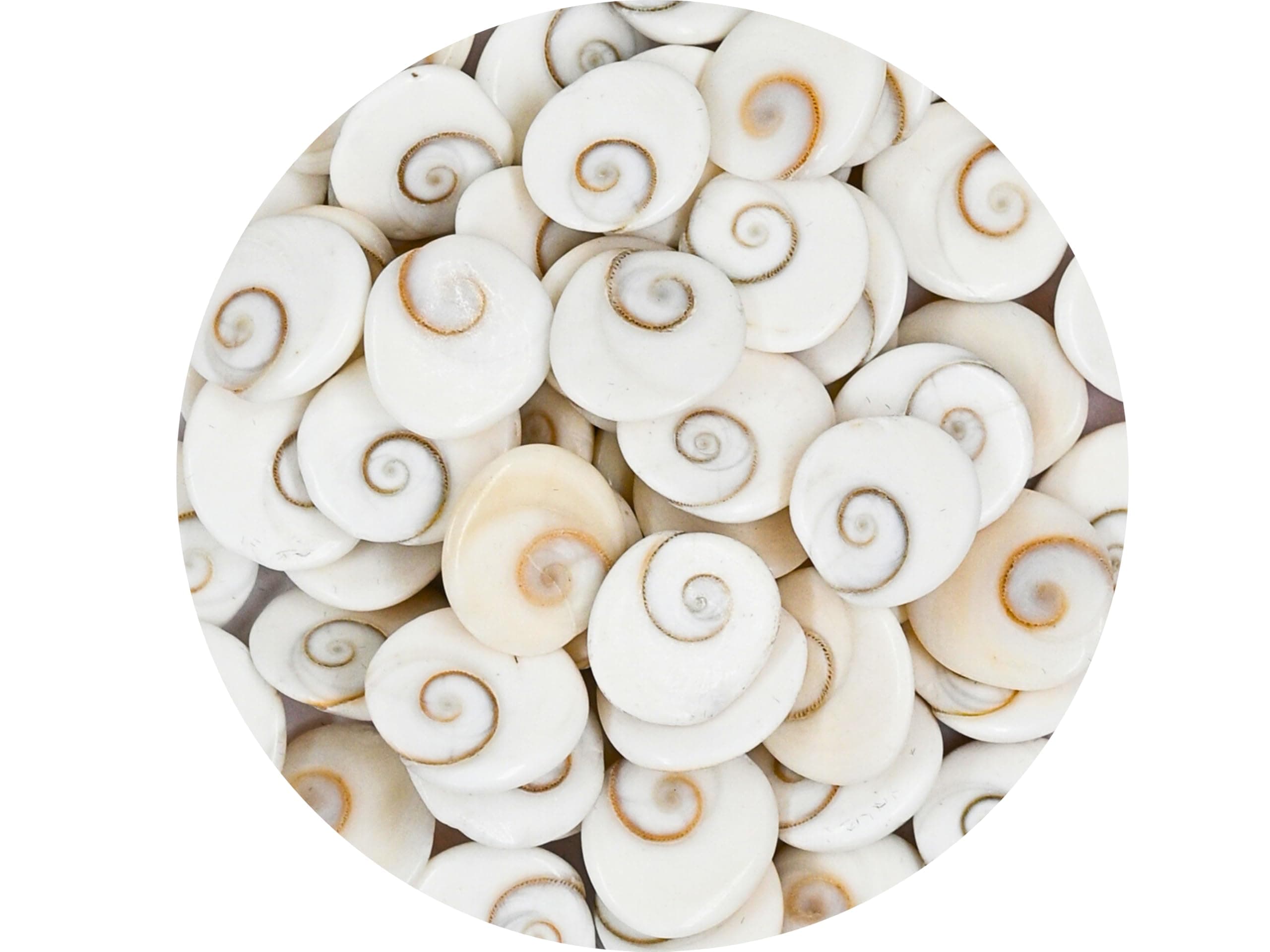 Gomati Chakra Original River Stones - 11 Pieces Gomti Chakra Original from Gomathi River Dwarka (11 Pieces)