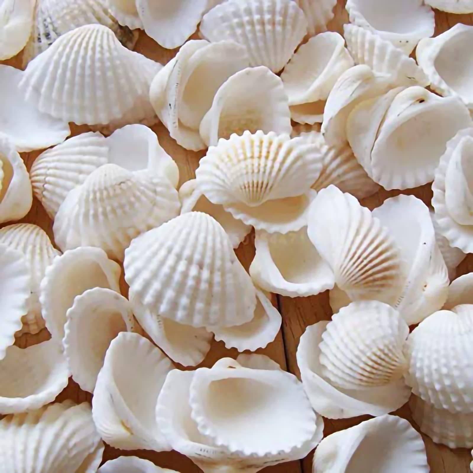 Khazna Small Tiny Sea Shells White Clam Bulk Natural Seashell for DIY Craft Home Decor Vase Fillers, 100Pcs