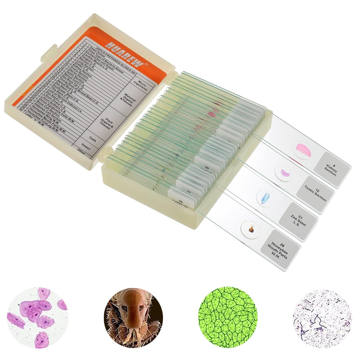 Microscope Slides with Specimens for Kids, Glass Prepared Slides Set for Microscope Accessories, Biology Gifts and Basic Science for Kid Education（30 Pcs）