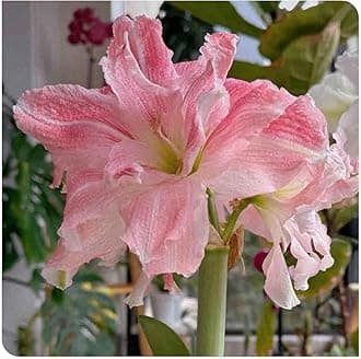 Amaryllis for Planting Now UK Perennial Good for Containers Excellent Display Plant Bulbs Ornamental Greening Flower Natural Organic Easy Plant Perennial -4bulbs-H