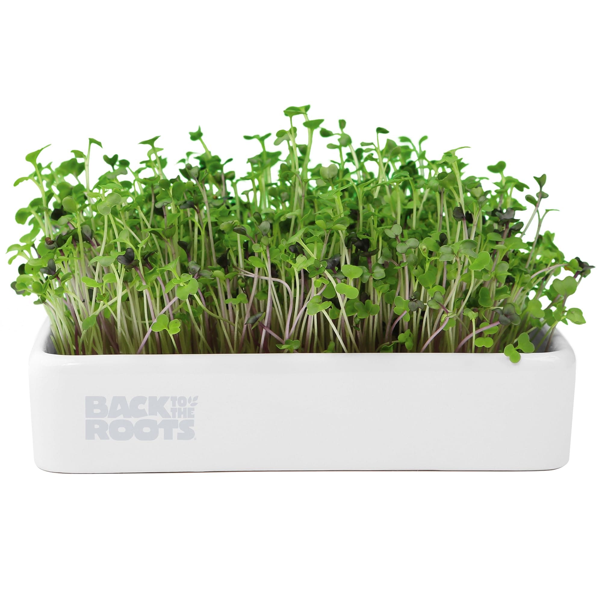 Back to the Roots Organic Microgreens Grow Kit with Ceramic Planter