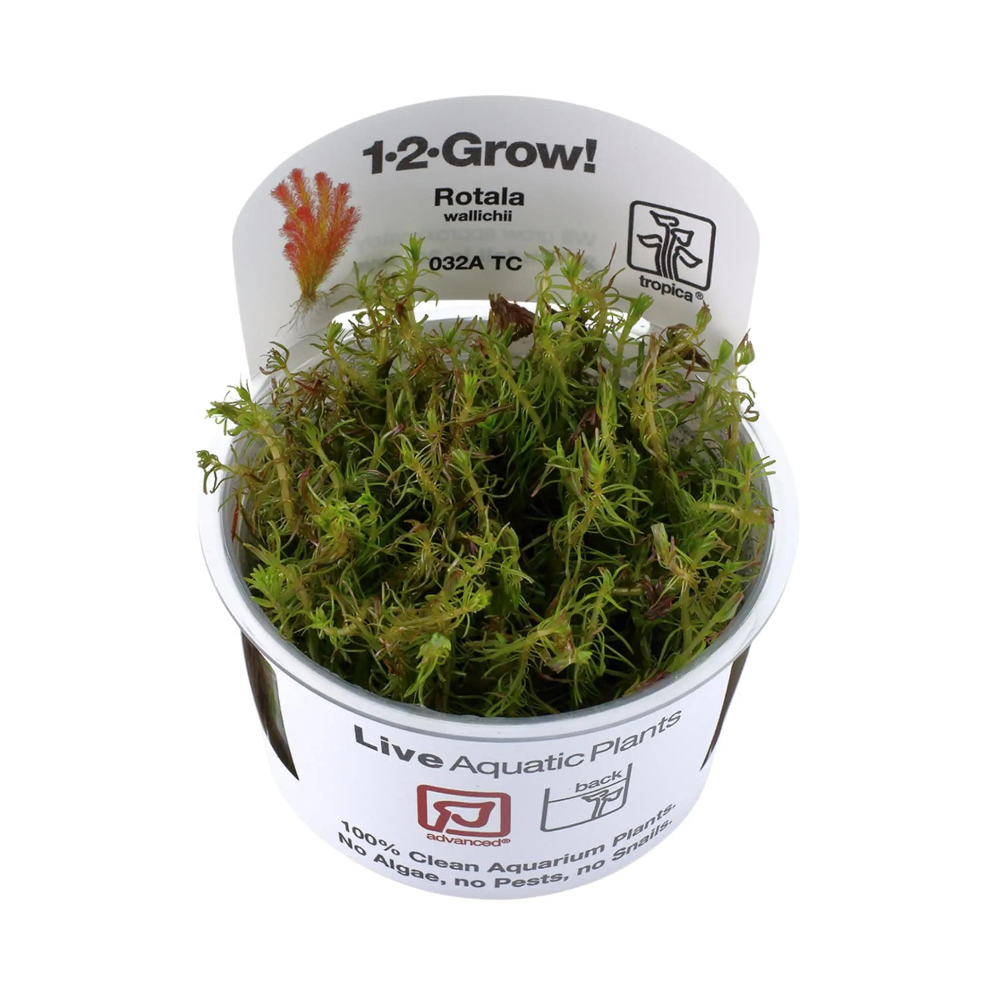 Tropica Rotala wallichi 1-2-GROW!