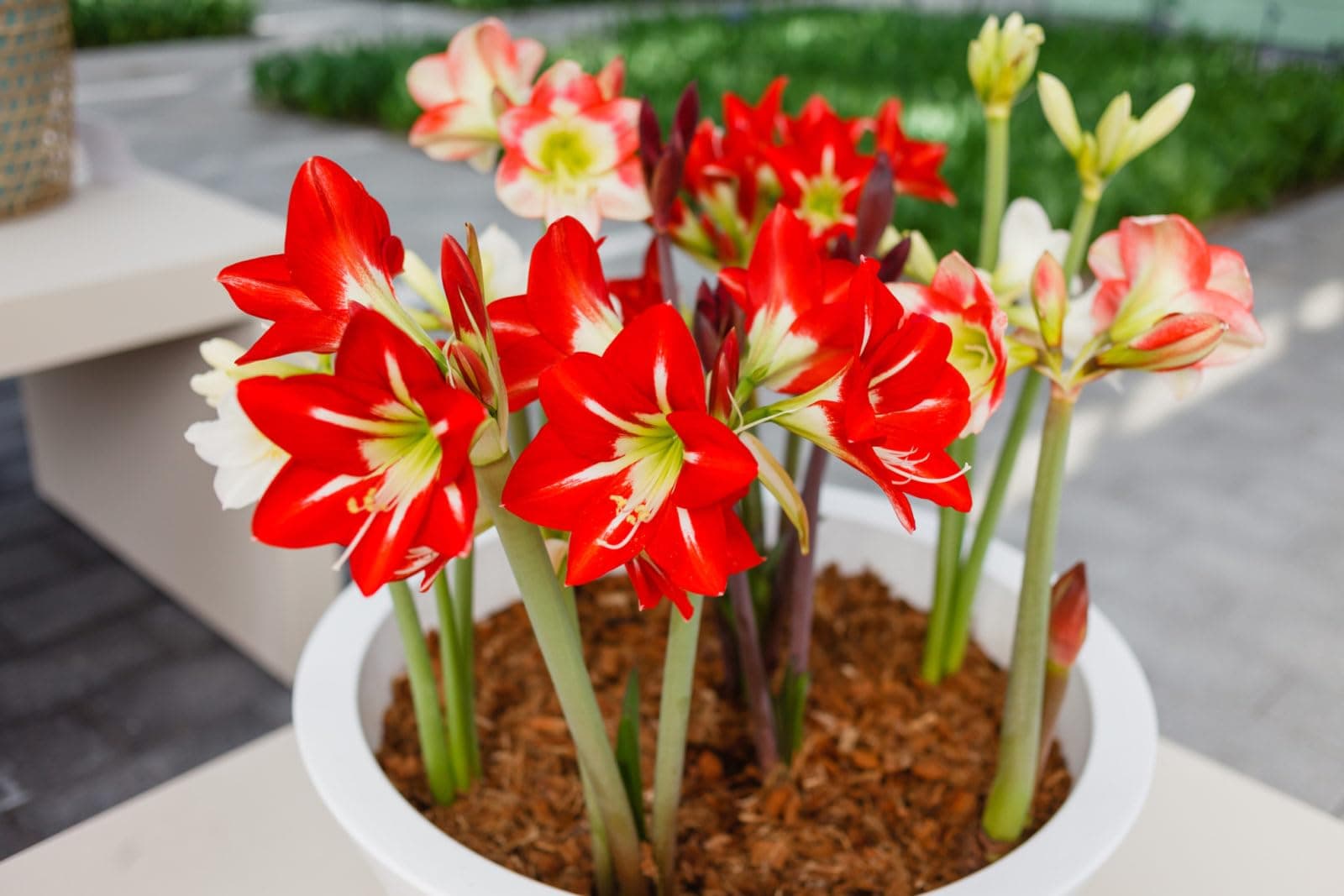 Amaryllis Flower Bulbs Flower Bulbs Combo Pack for Winter 3 Bulbs By Zabbus