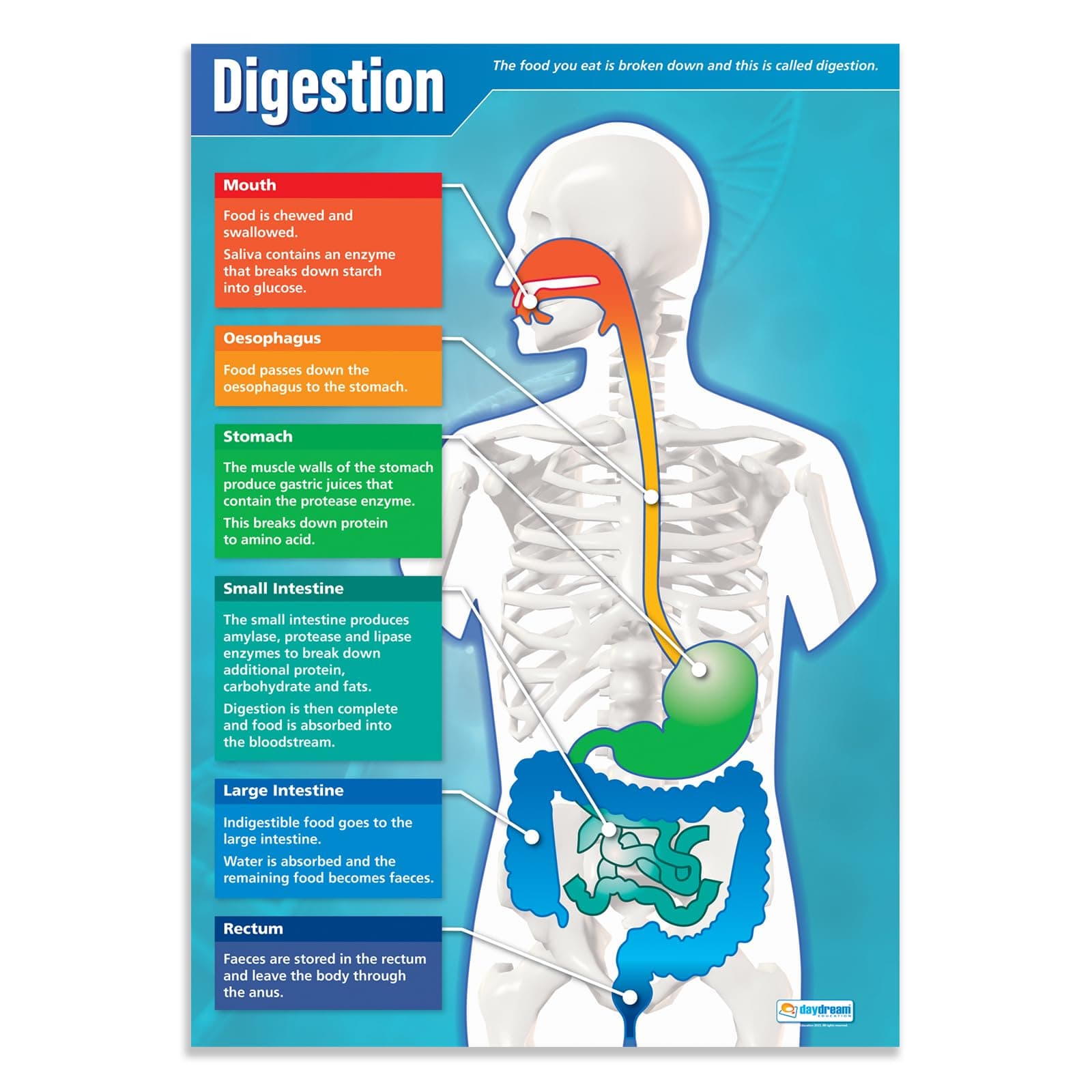 Daydream Education Digestion | Science Posters | Laminated Gloss Paper measuring 850mm x 594mm (A1) | Science Charts for the Classroom | Education Charts