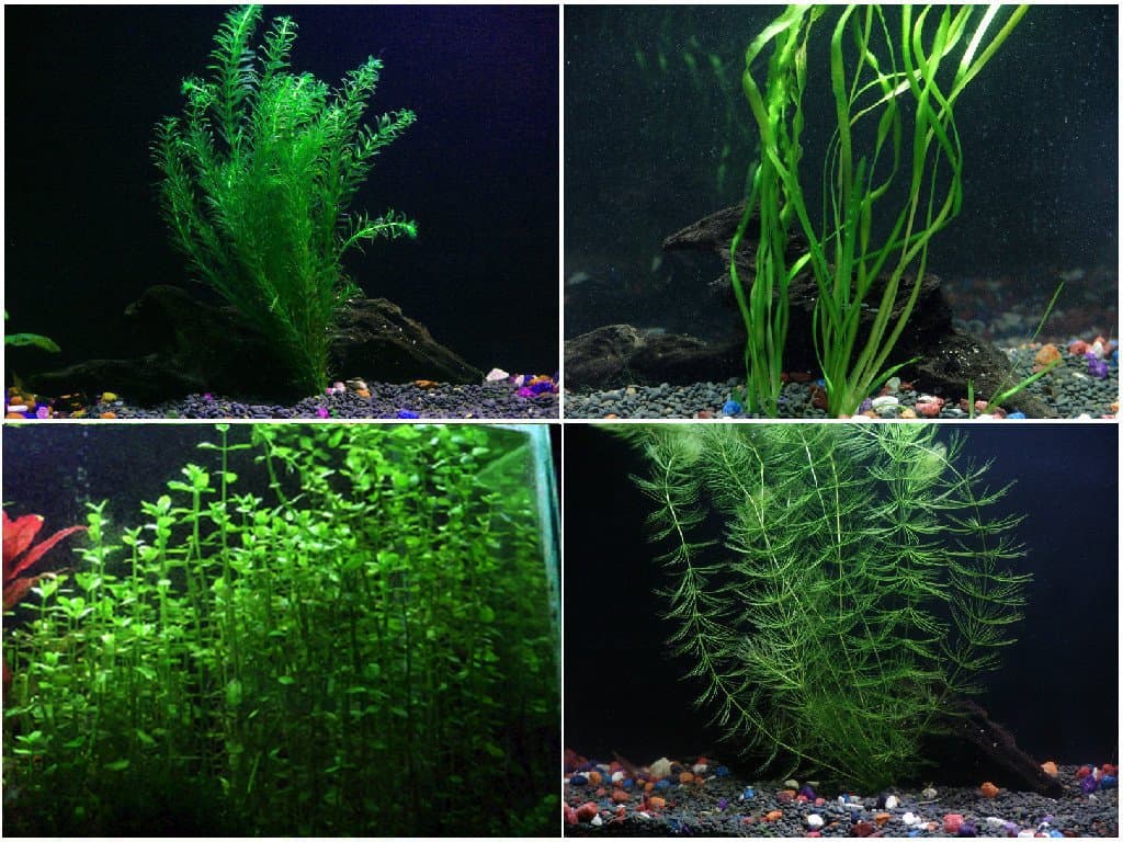 Oxygenating Plants Pack for Live Ponds or Aquariums (Medium - 20 Bunches)