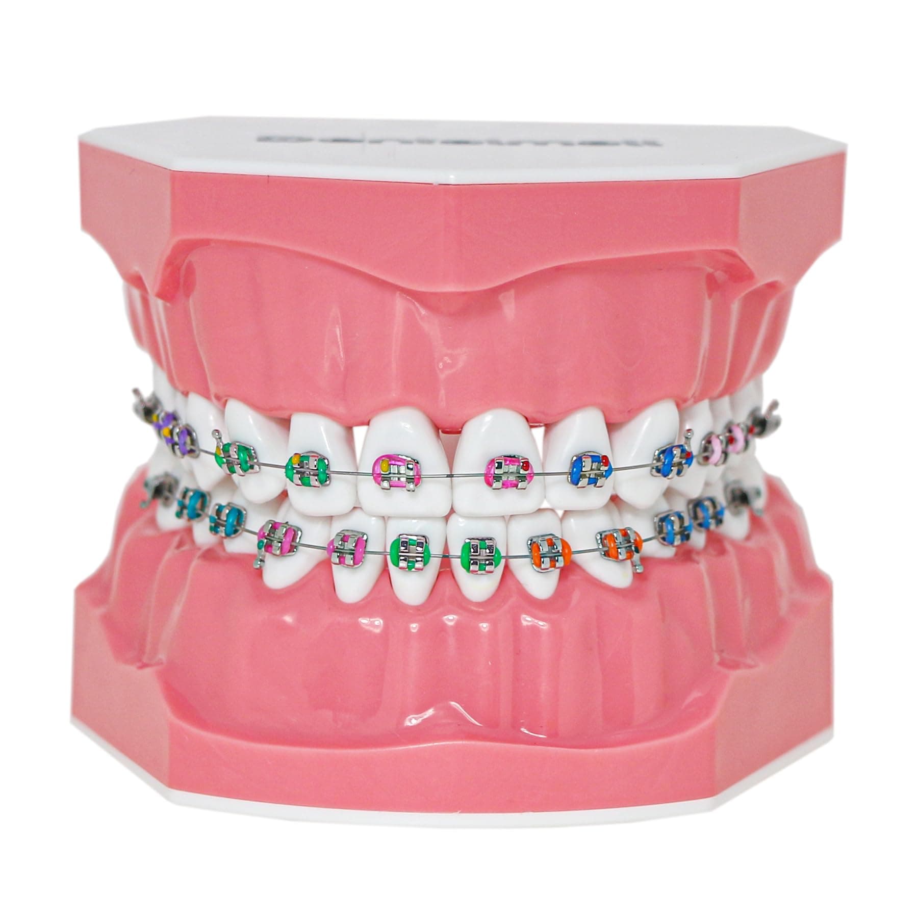 Typodonts Orthodontics Demonstration Model with Metal Wires and Bracket Teaching, Learning, Interpretation Model for Adults and Children (Metal Bracket)