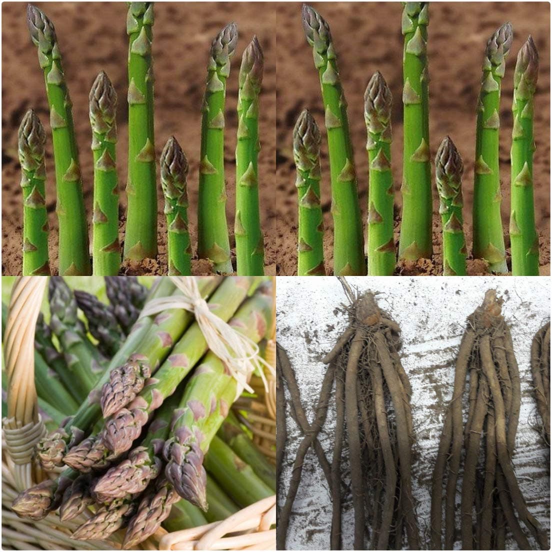 Asparagus Crowns 'Avalim' X 6 Bare Root Crowns for Planting by Growtanical®