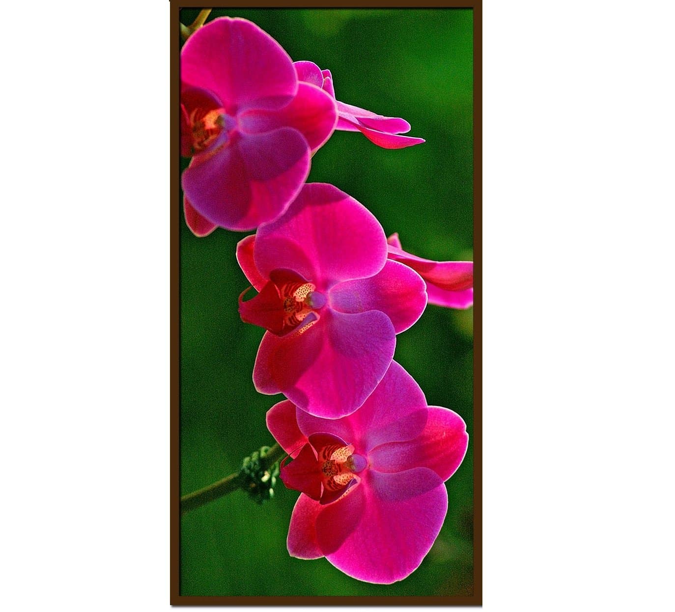 D03-002 Lotus 550-watt Carbon Crystal Heating Panel, 39 by 20-Inch