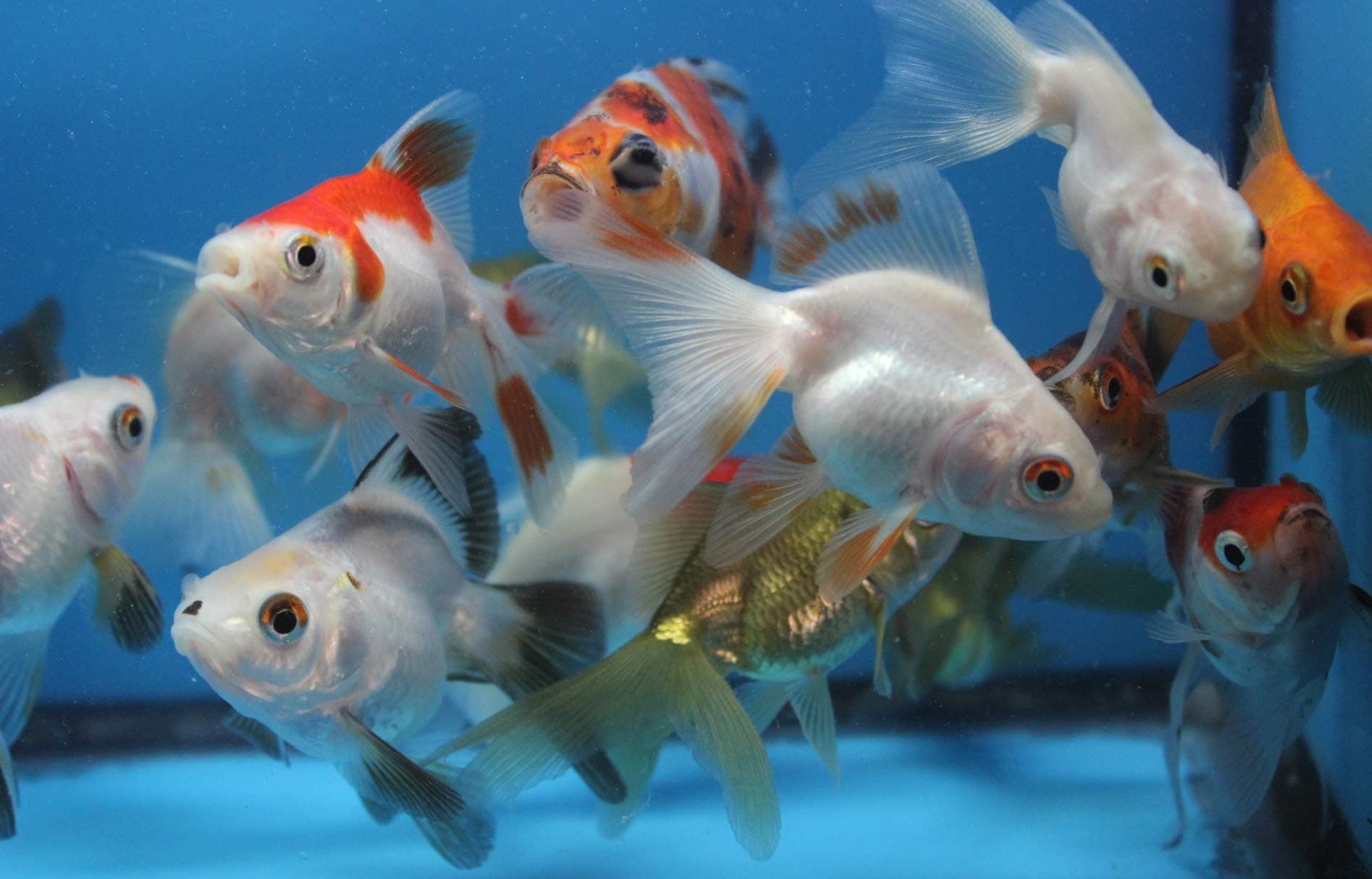5 Pack Live sm. Mixed Goldfish for Aquarium Fish Tank or Pond