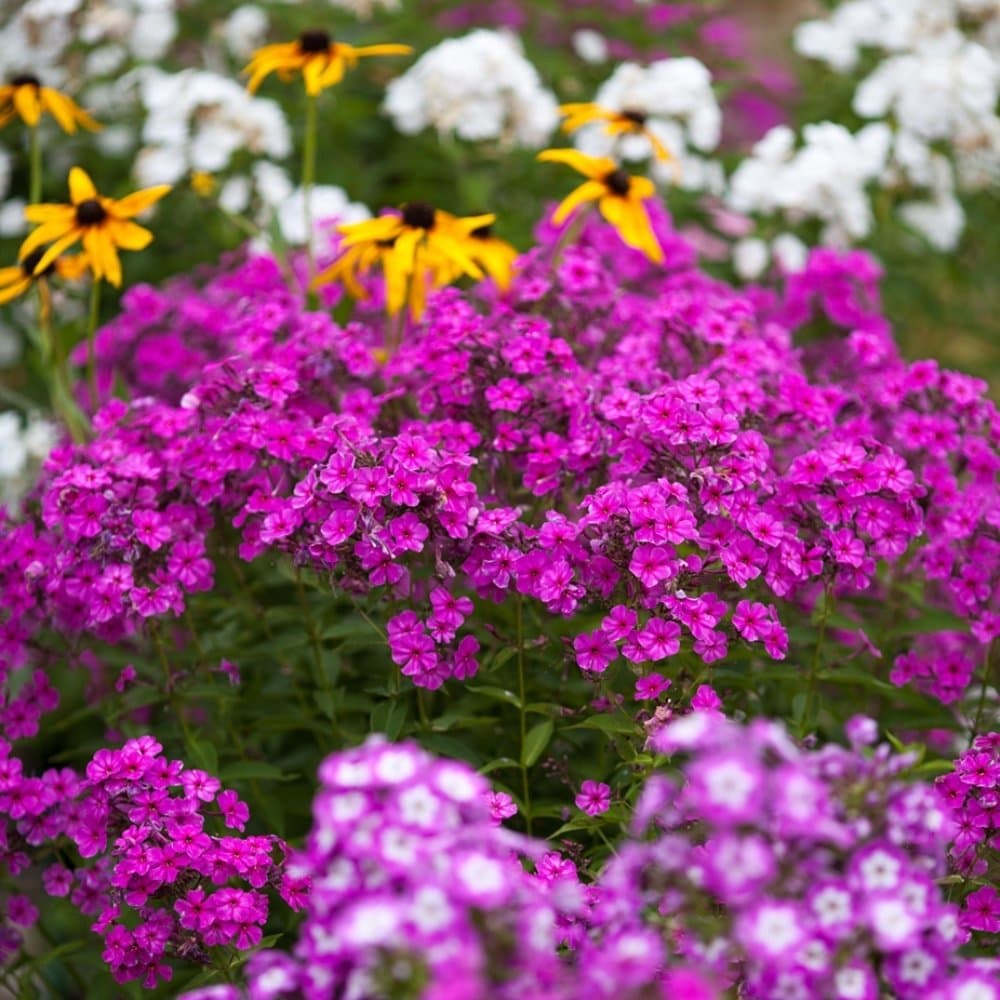 Annual Phlox, Drummond's Phlox Mixed Seeds - Phlox drummondii -