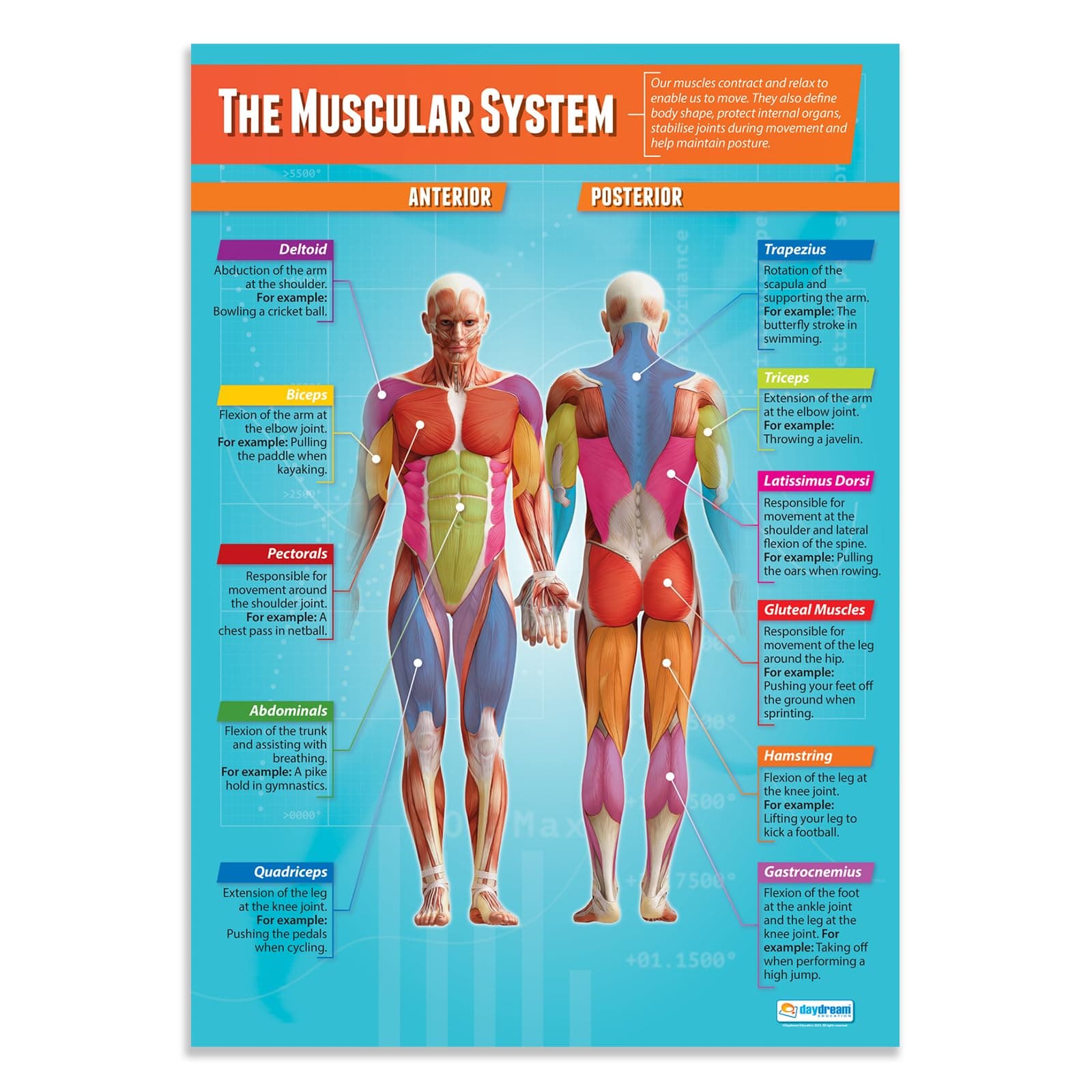 Daydream Education The Muscular System Poster, Gloss Paper Extra Large A1 (850 mm x 594 mm) - Physical Education Chart for Classroom & Home
