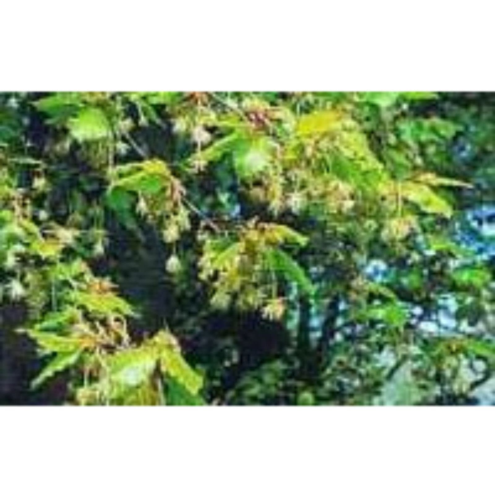 Ainsworths10ml Beech Bach Flower Remedy