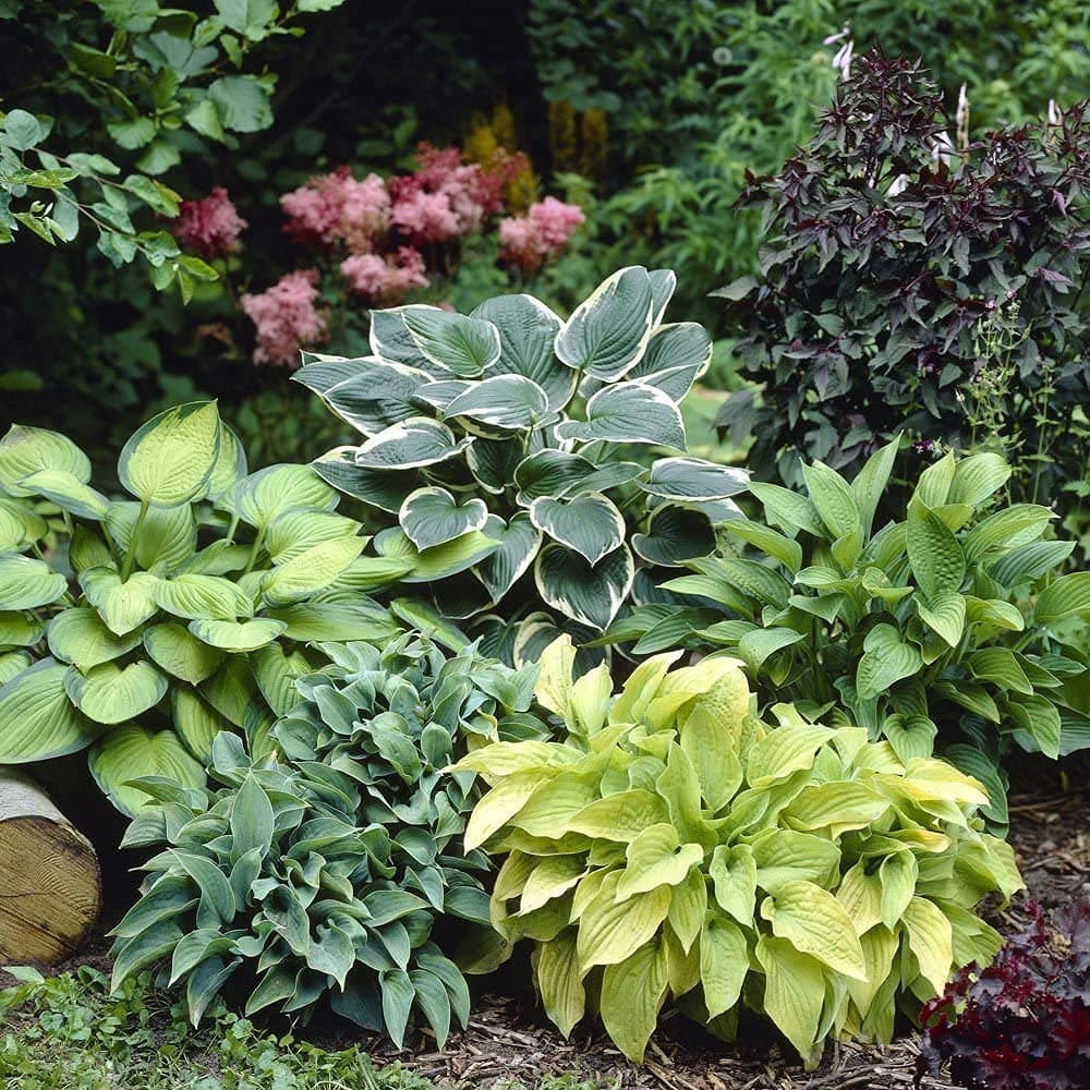 Elwyn 50pcs hosta Mix Plant Seeds
