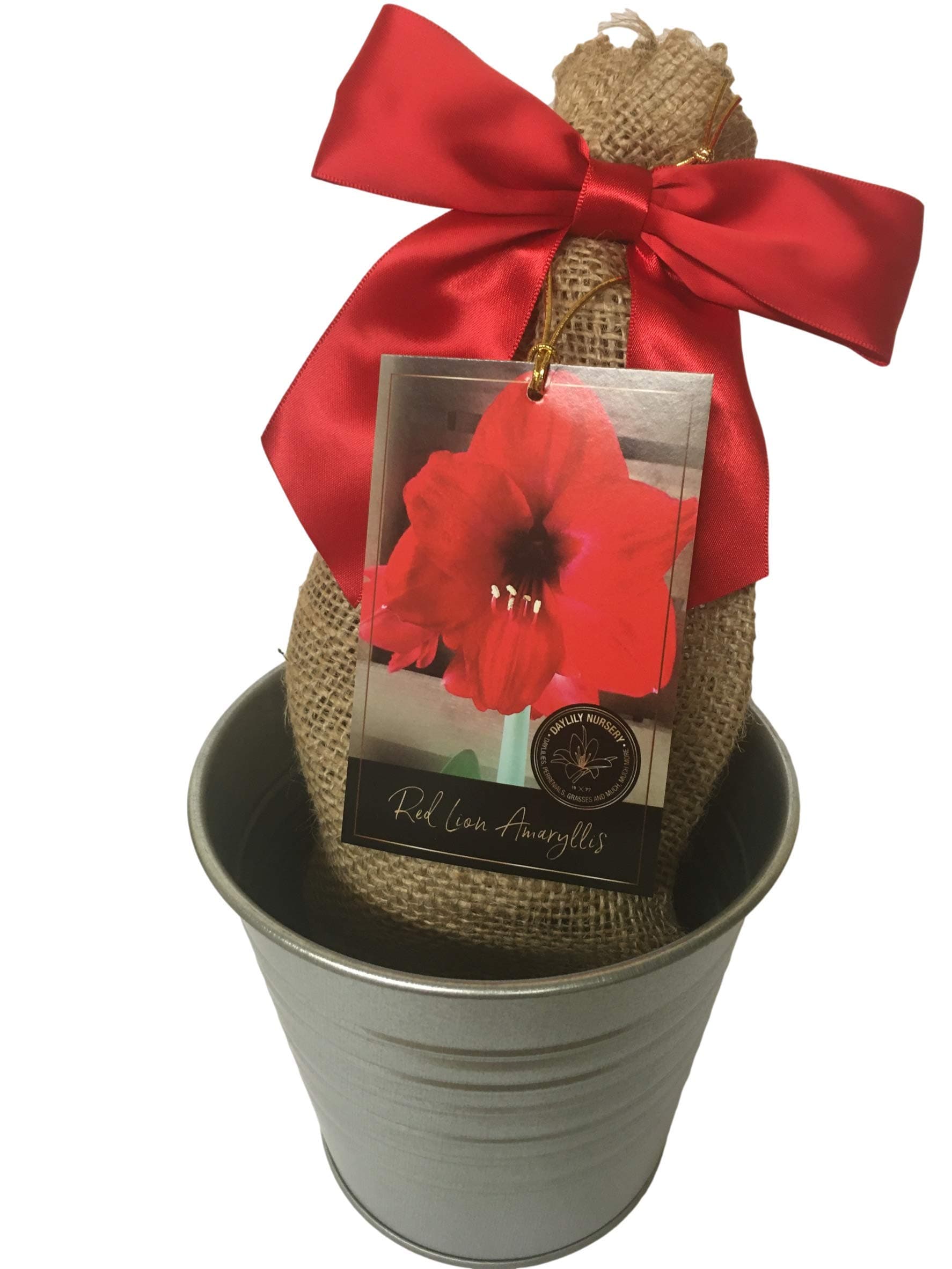 Rustic Tin Red Lion Amaryllis Holiday Gift Growing Kit, Deluxe Edition. Includes a Rustic Silver Pot, 1 Large Bulb, a Burlap Gift Bag and Professional Growing Medium