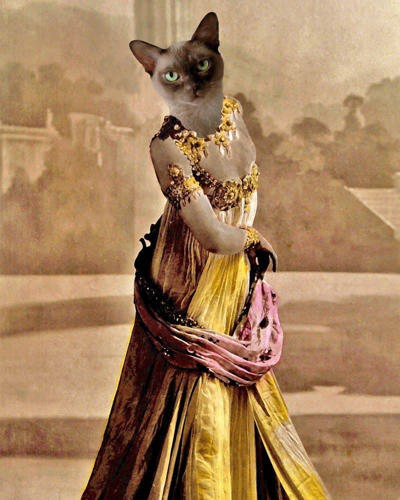 Mata Hari BELLYDANCER Kitty Cat altered anthro belly dancer Victorian Siamese art print