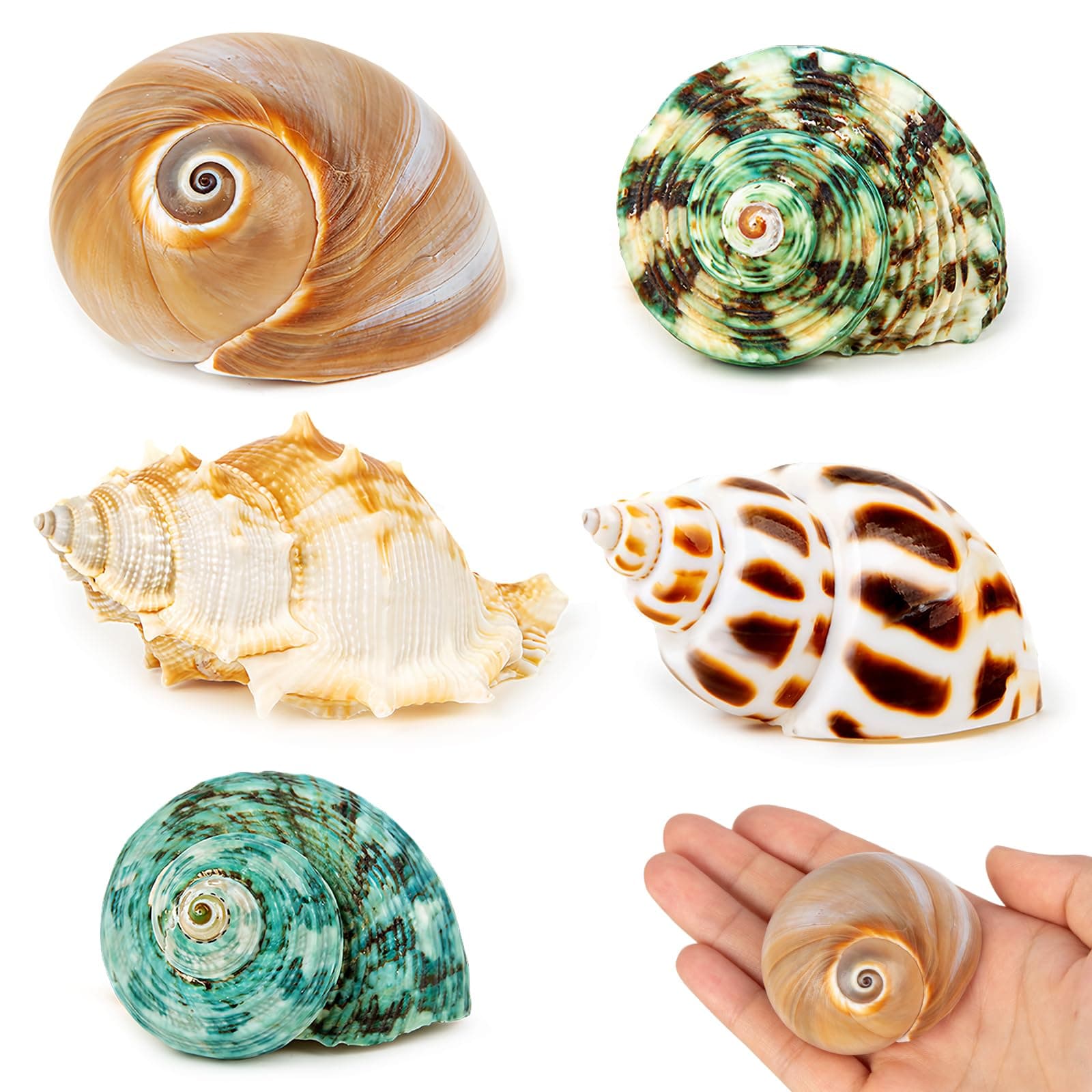 5PCS Hermit Crab Shells, Natural Sea Shells Size 4.8-7.4CM, Opening Size 2.8-4.8CM, Sea Conch for Medium to Large Hermit Crab Supplies and Beach Decoration