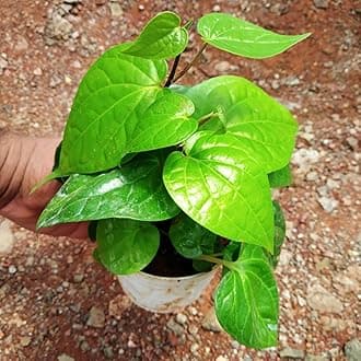 Live Betal Leaf Plant Sweet Variety Maghai Paan Plant 1ft Height Pack of 1