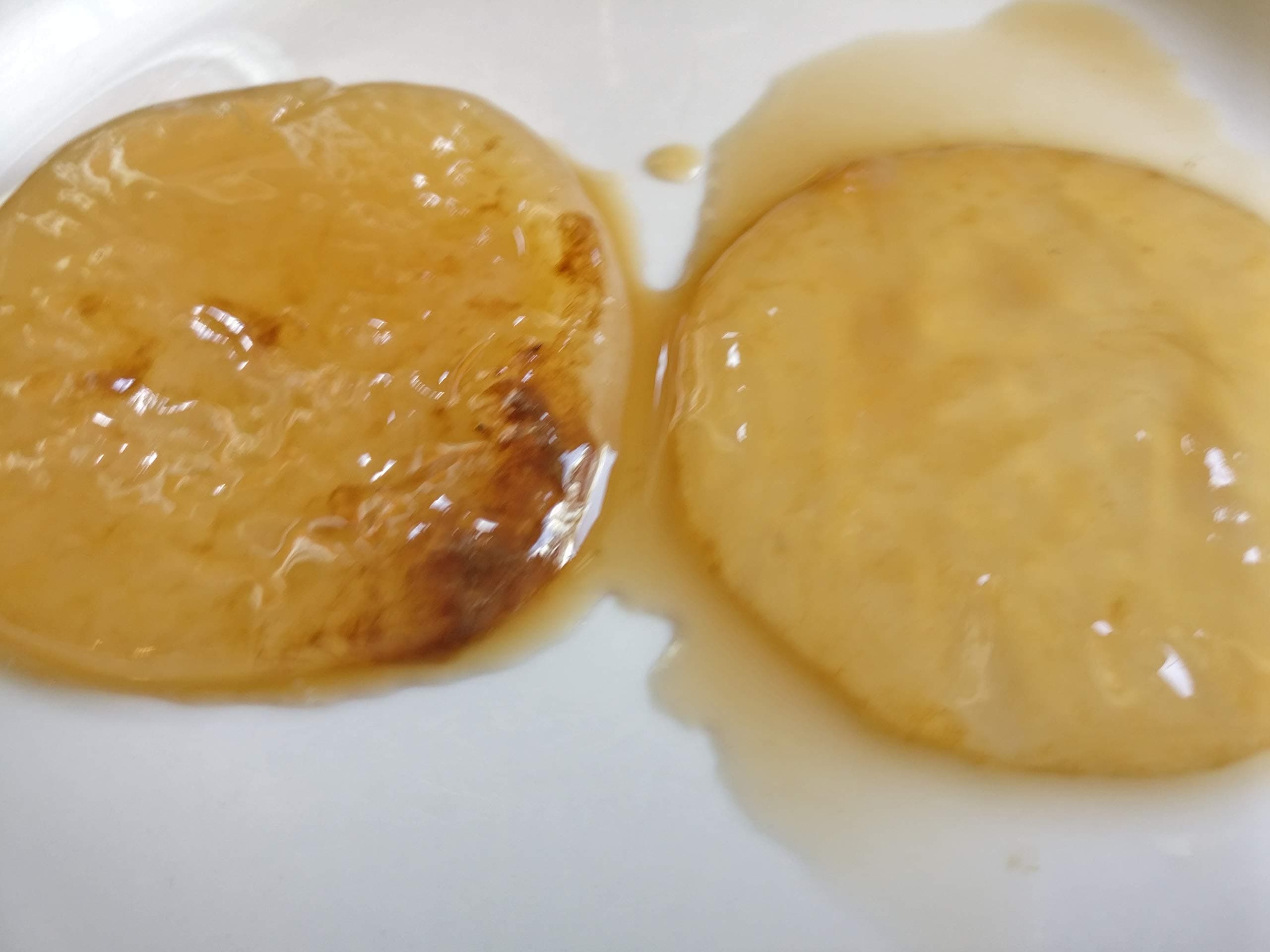 2x Poseymom Kombucha Tea Scobys and water kefir
