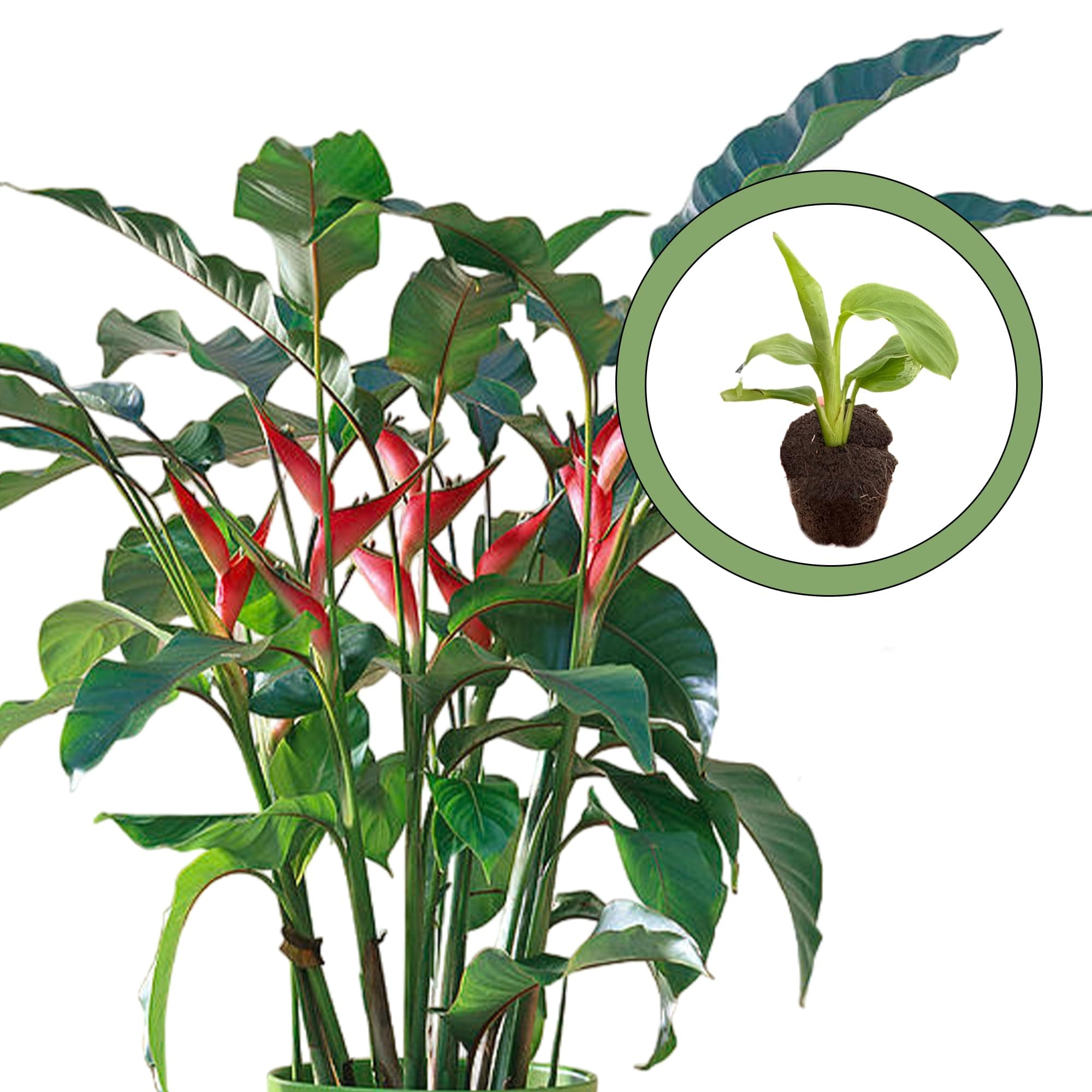 Heliconia Olympic Flame Starter Plant, Natural