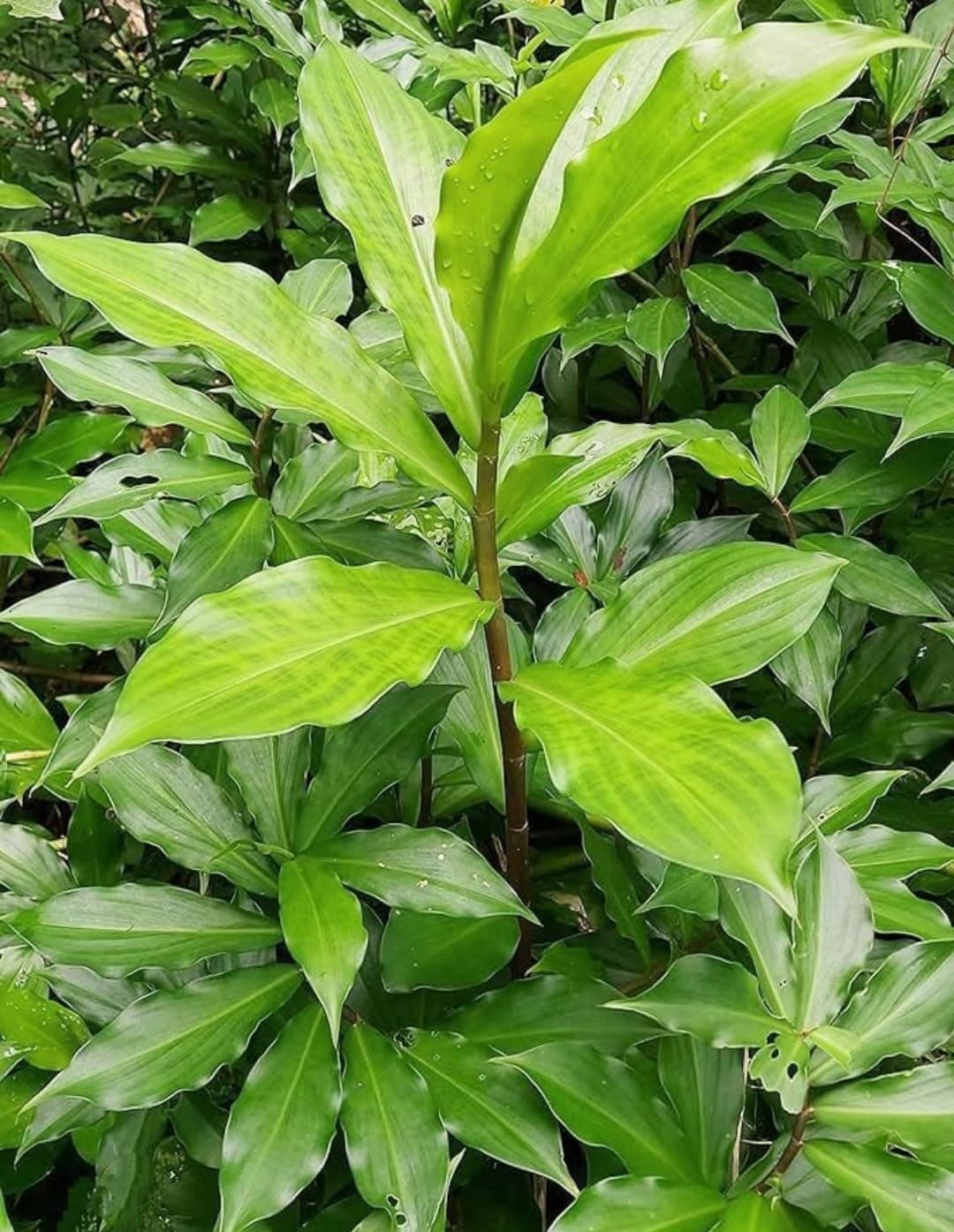 - Costus Igneus Insulin Live Medicinal Plant