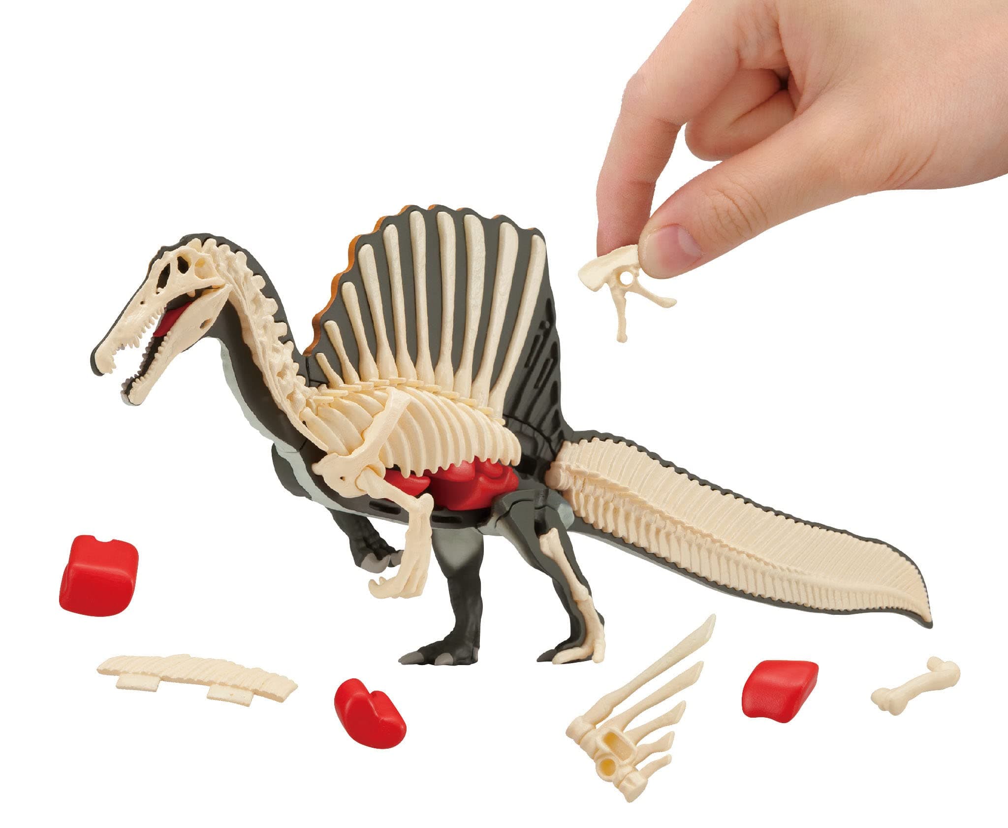 Spinosaurus, Kaitai Puzzle