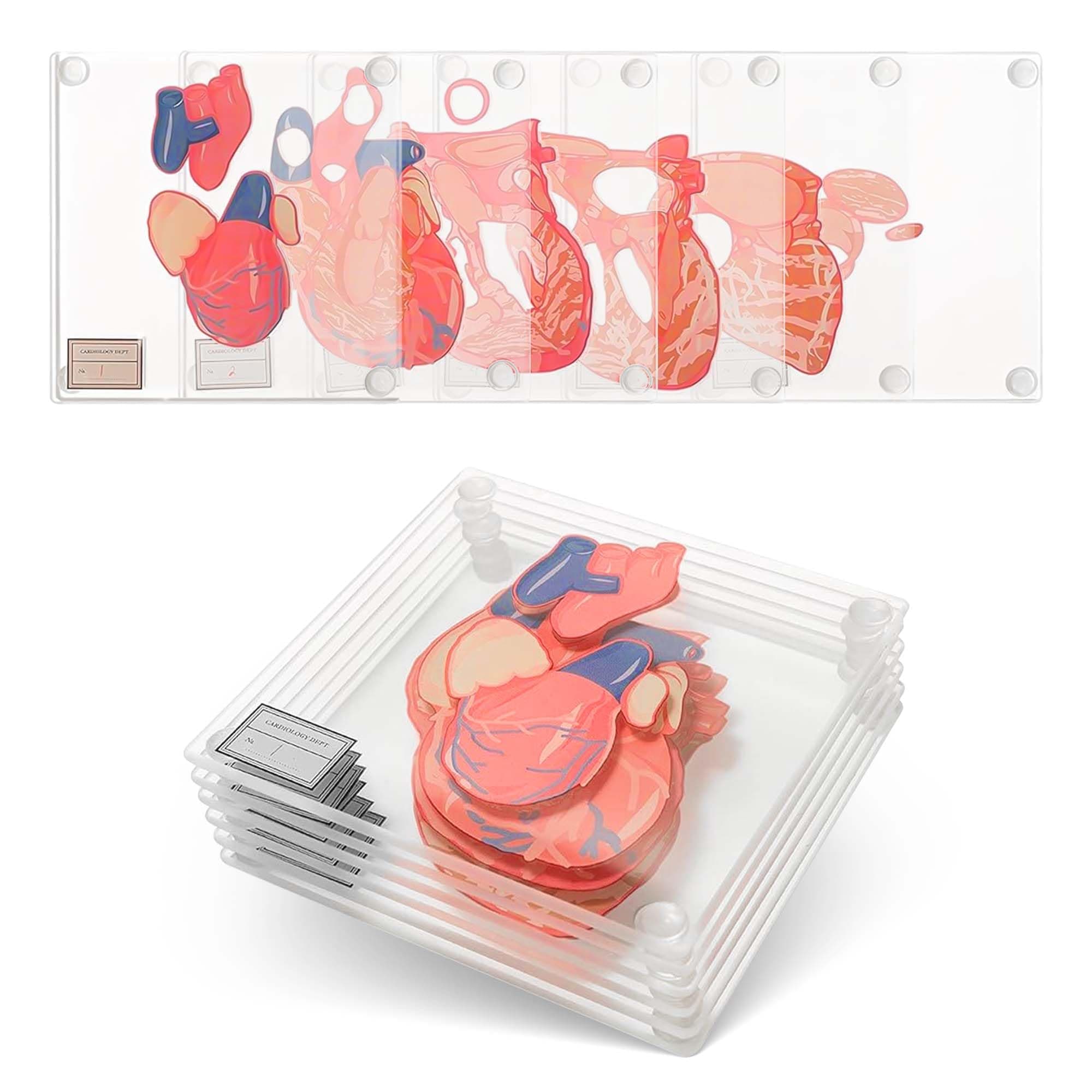 Anatomic Heart Specimen Coasters (Set of 6) - 3D Brain Coaster Set also available. Human Anatomy Gifts Medical Student Gifts Regalos para enfermeras Best Gifts For Medical Students. Thinkgeek Coasters