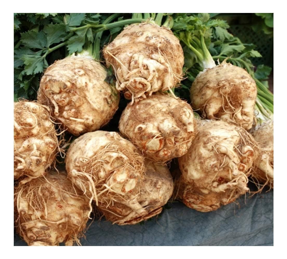 Premier Seeds DirectCeleriac - Giant Prague - 2.5 Grams