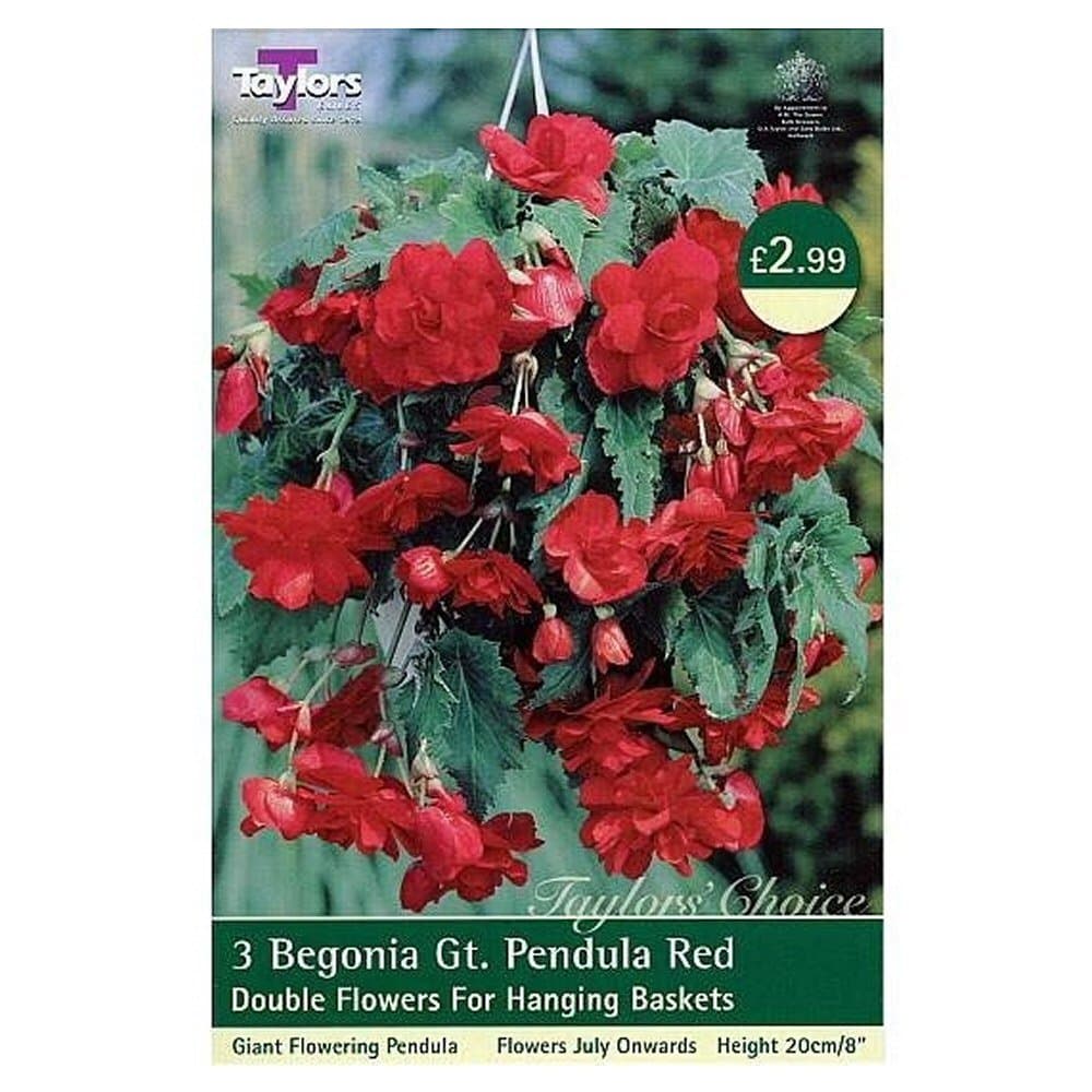 Begonia Red Pendula Giant Bulbs x3