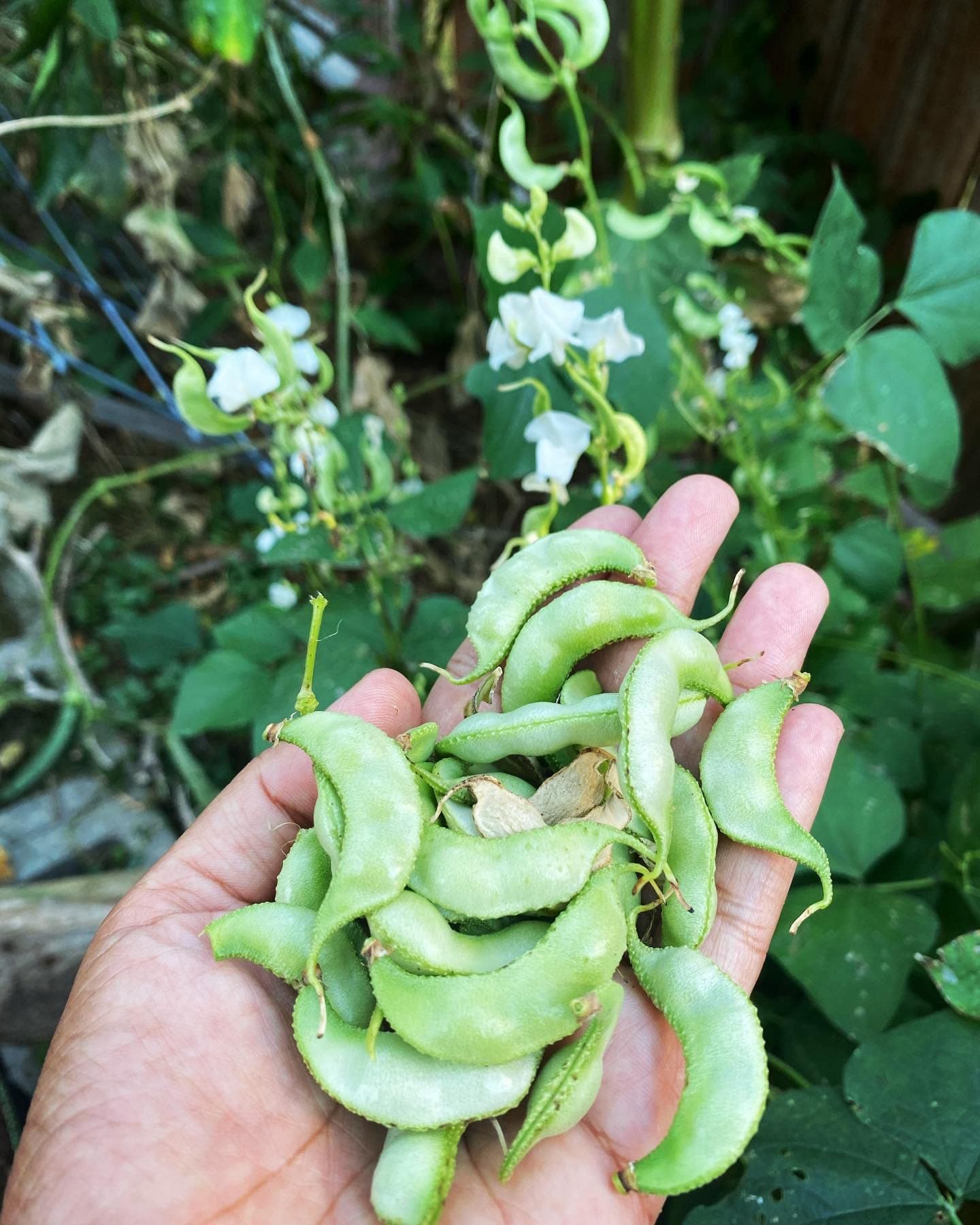 15 Seeds / Surti Papdi (Beans) Seeds
