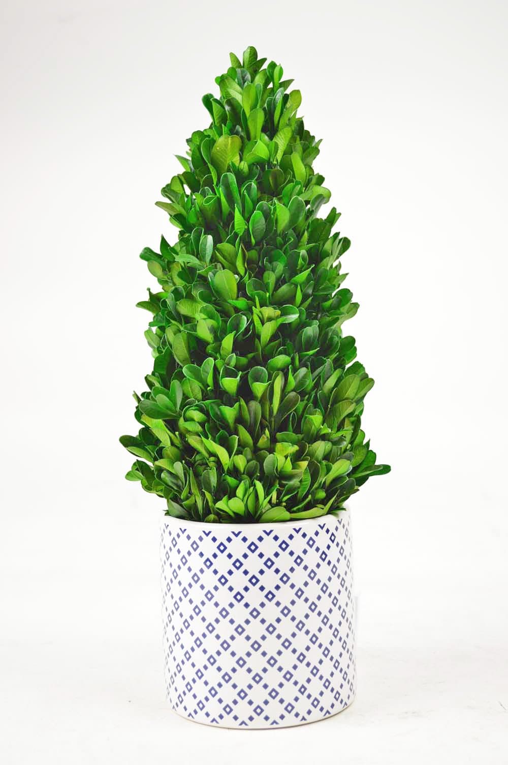 Galt International Tower Topiary Plant with Ceramic Container Pot, 13.5-Inches Naturally Preserved Real Boxwood