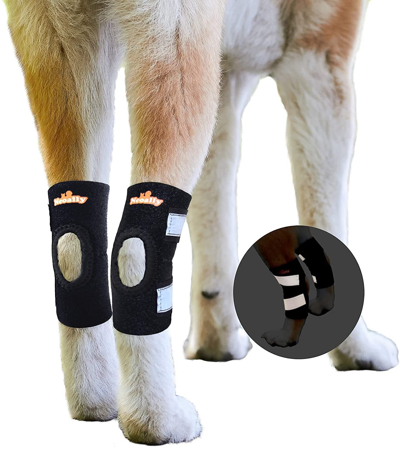Rear Leg (Short) Hock Ankle Support