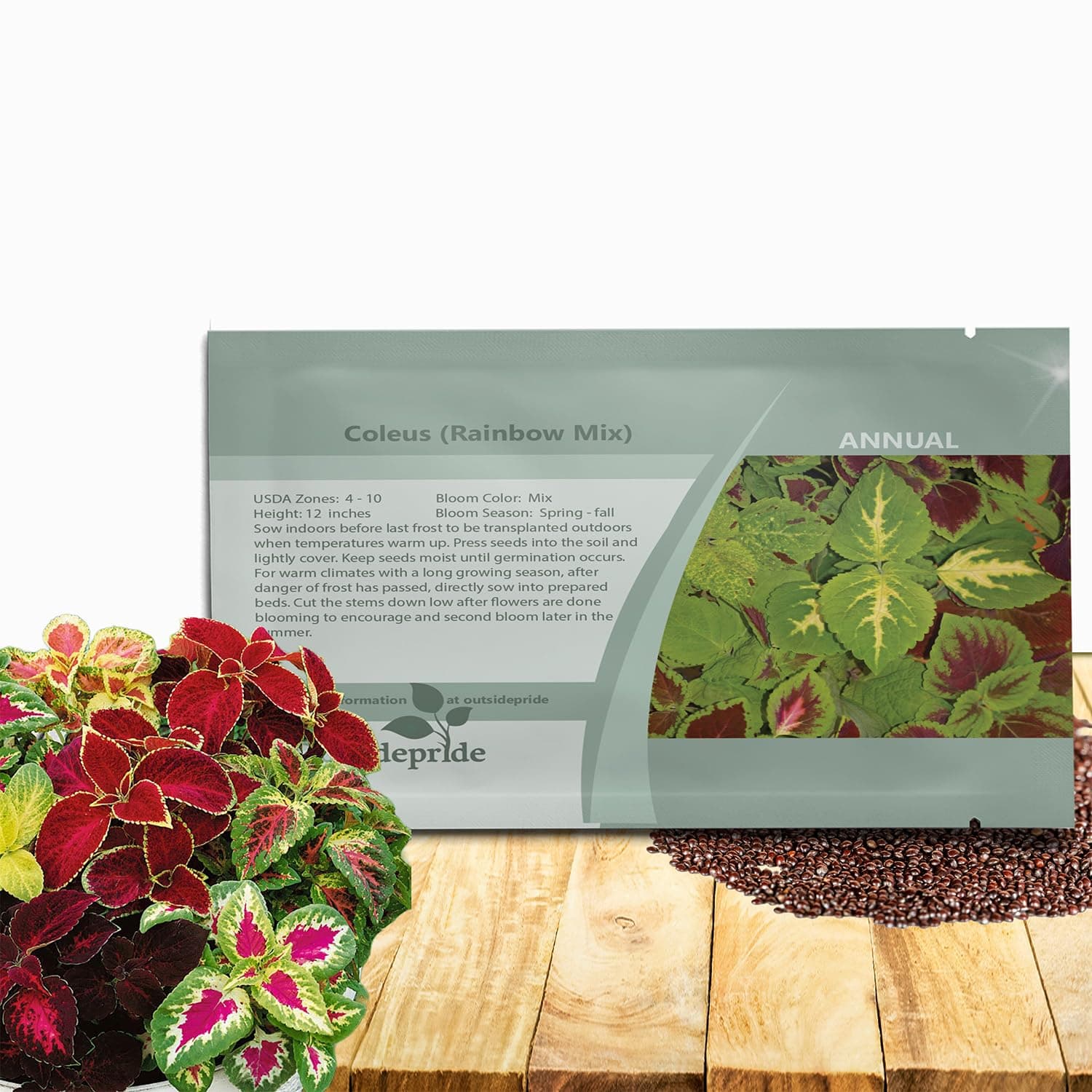 Coleus Rainbow Mix Foliage House Plant