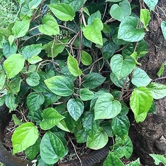 Betel Leaf Plant (Hybrid, Pack of 1)