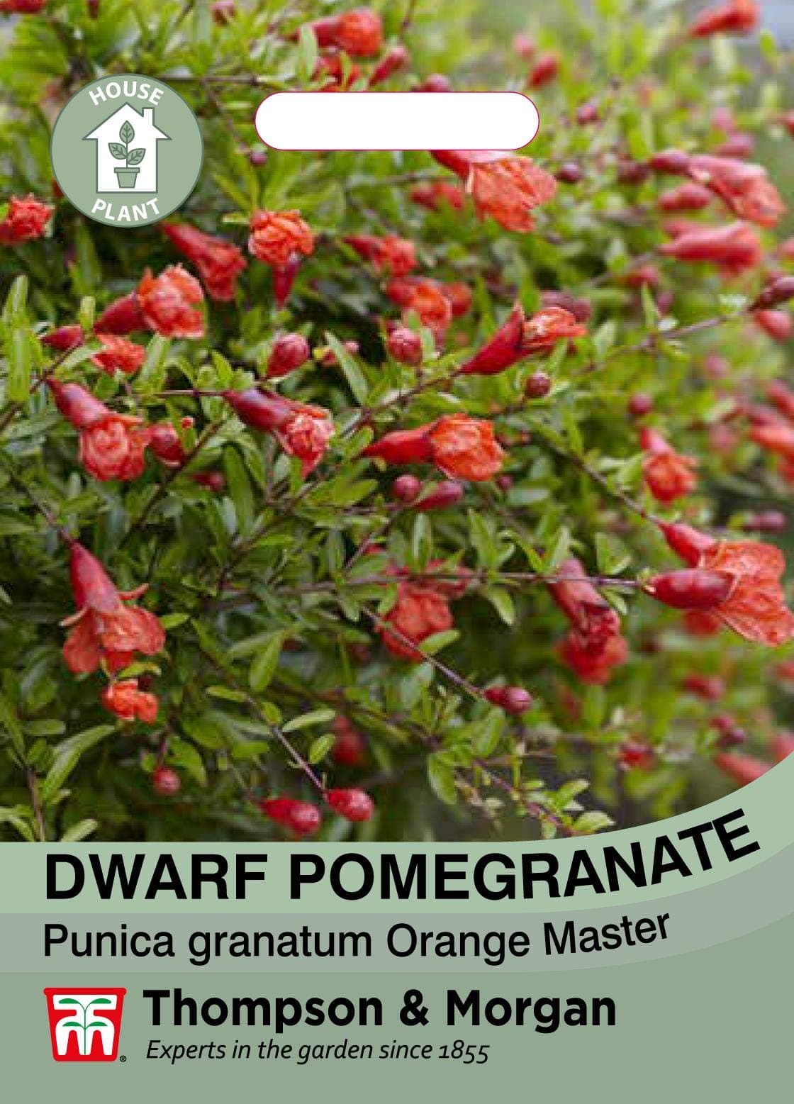 House Plant - Dwarf Pomegranate Plant - 8