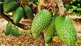 Soursop Cancer Treatment Fruit Live Plant Korosol Corosol Corossol (Air Layerd/Grafted) Lakshman Phal Tree Pack Of 1 Healthe Plant With Grow bag