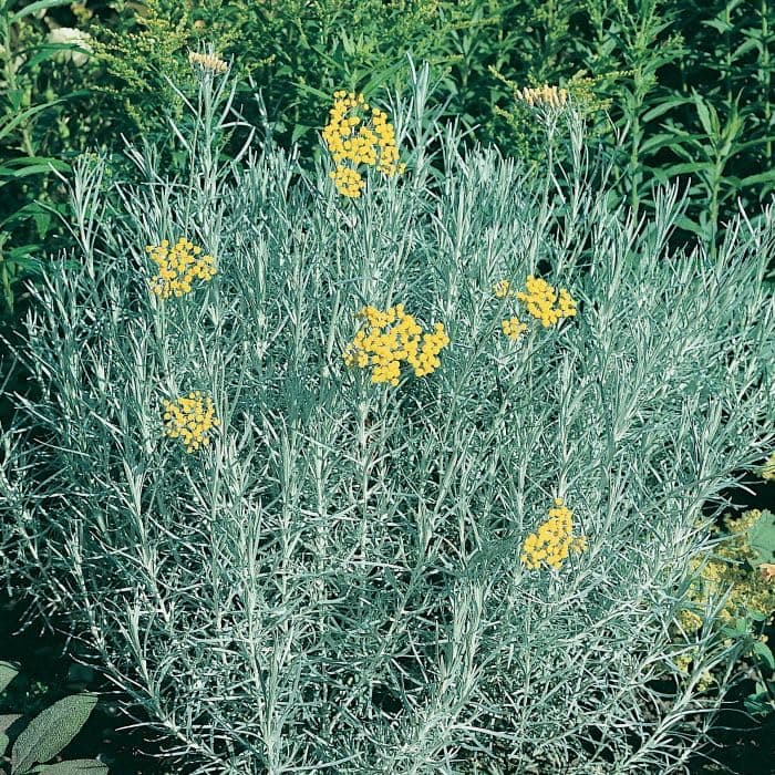 Dwarf Curry Herb, 2 Live Plant - Helichrysum angustifolium