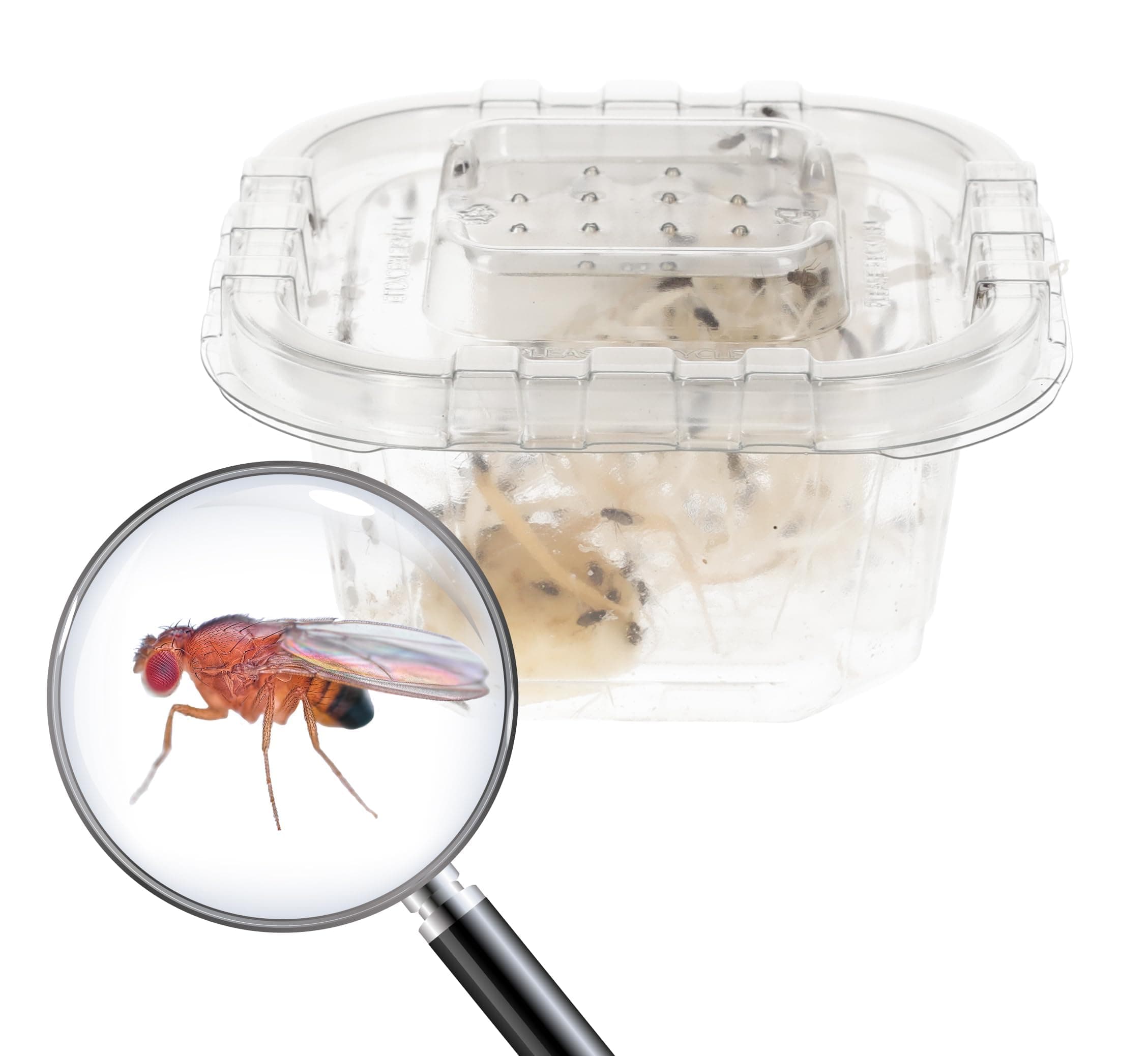Live Flightless Fruit Flies – (Fruit Flies Only - Hatched) Live Food for Reptiles, Amphibians, and Invertebrates