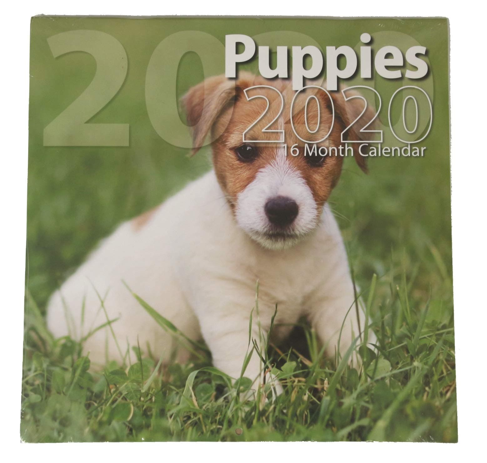 Puppies 2020 16 Month Wall Calendar