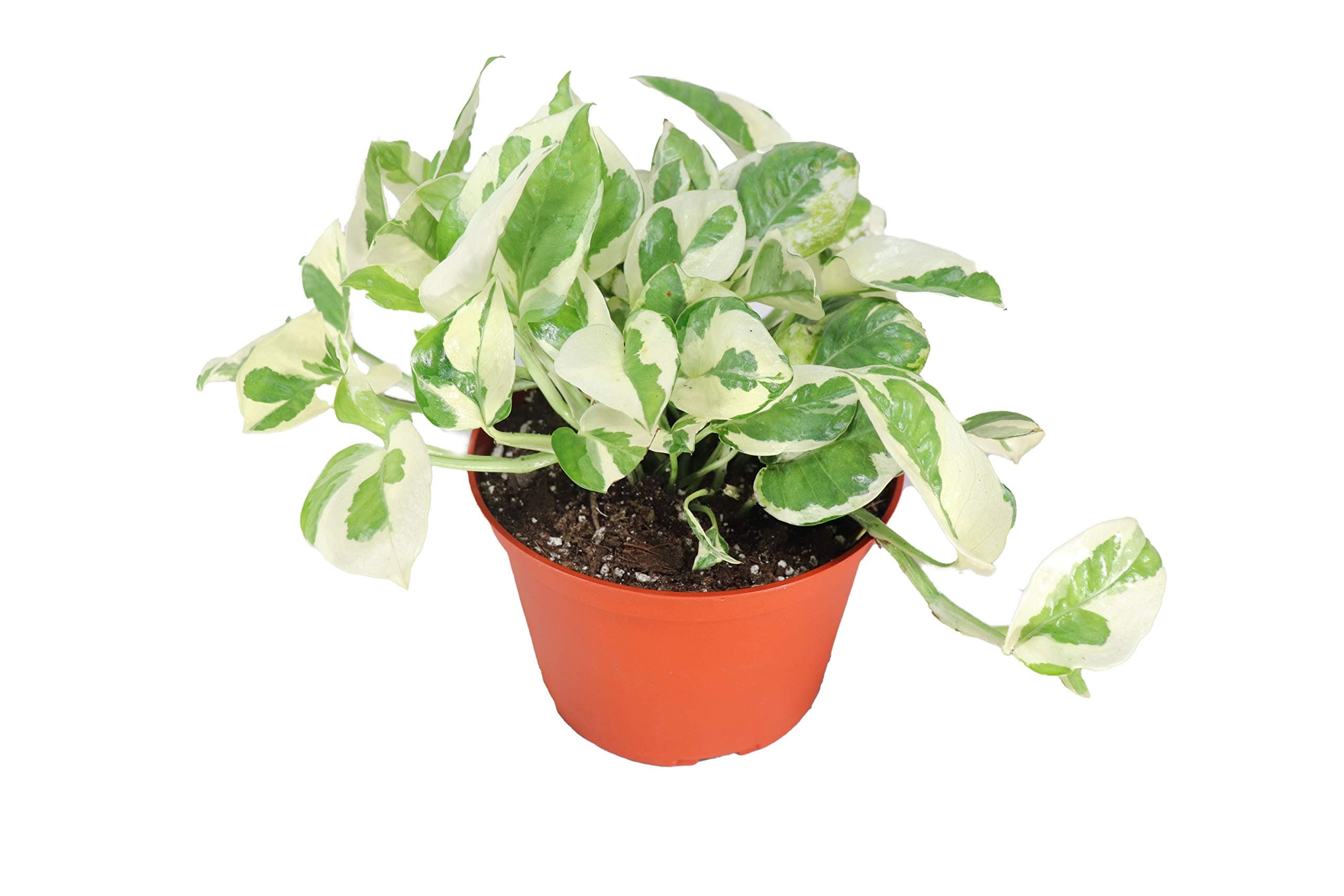 Pothos ('N Joy') - 6'' from California Tropicals