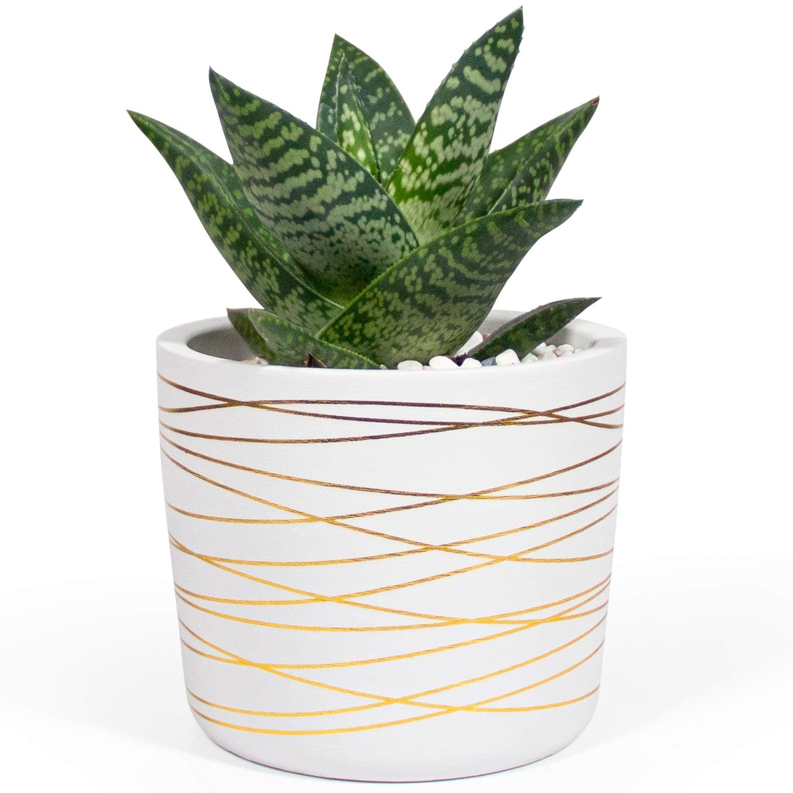 Willowy 6 Inch Ceramic Pot - Matte White with Gold Stripes - Drainage Plug Included